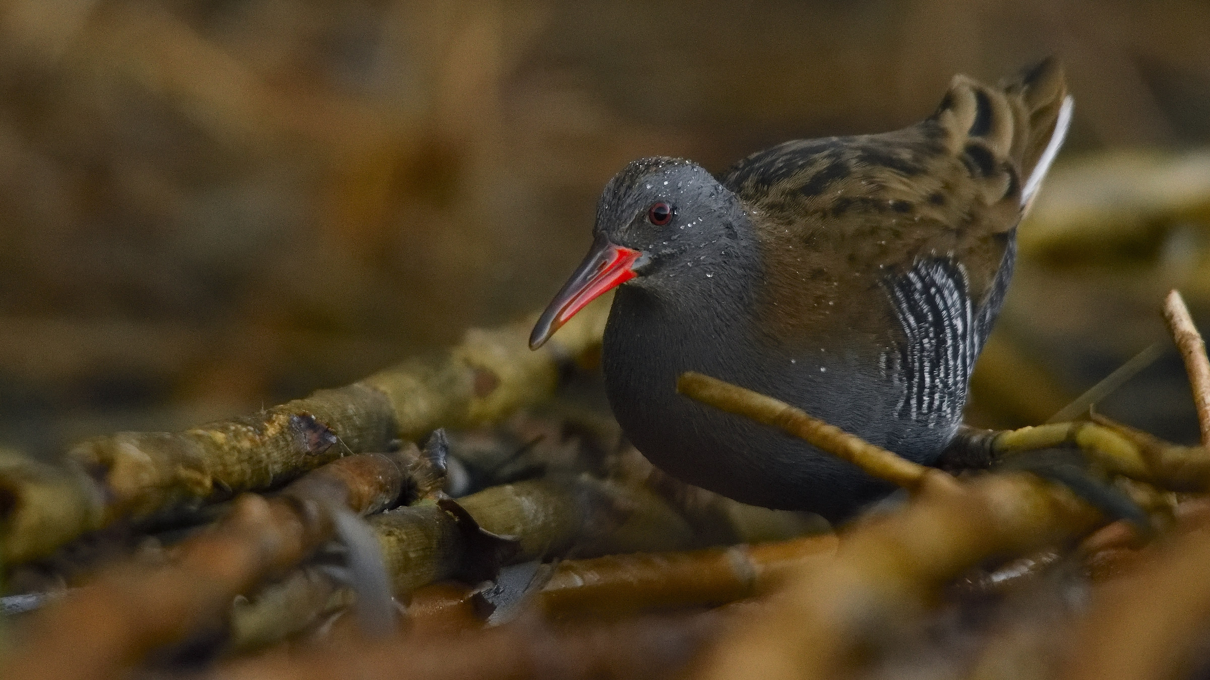 Water Rail