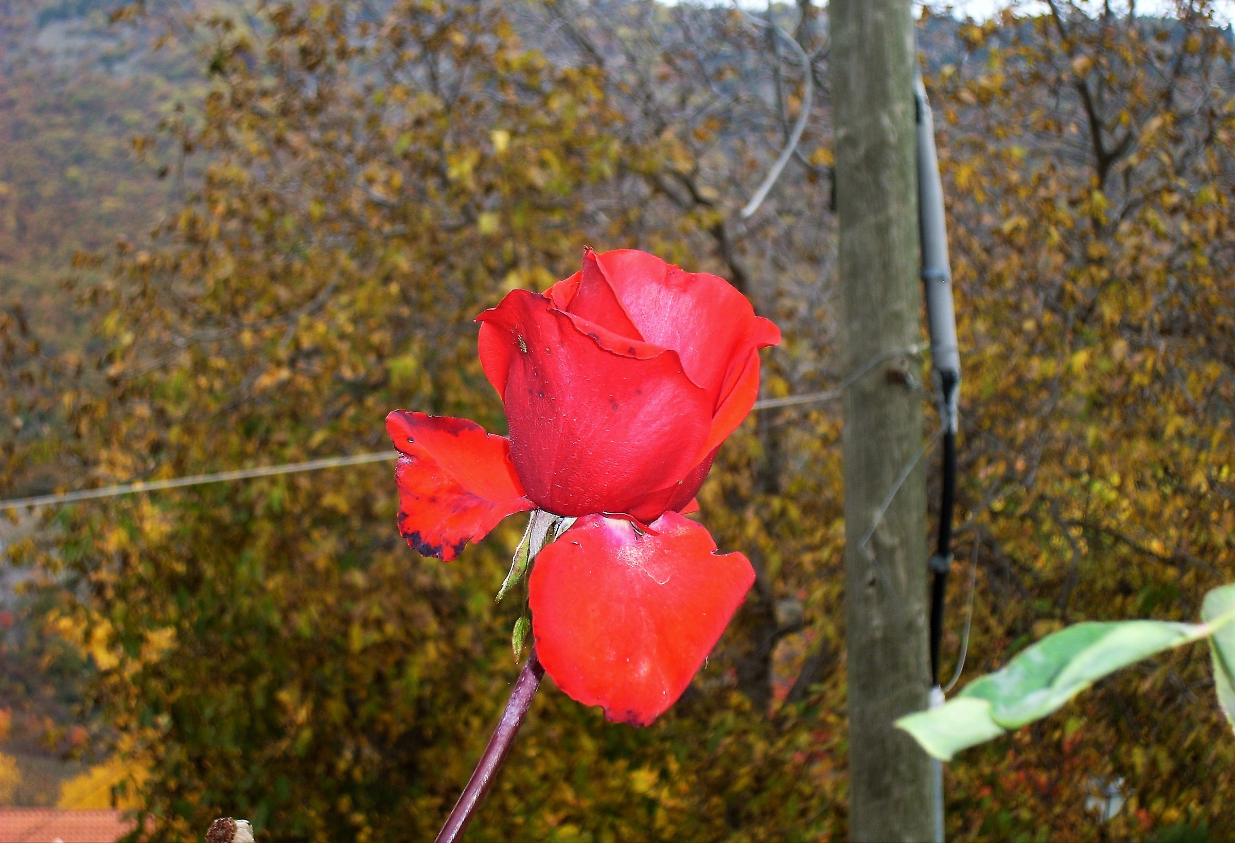Autumn rose