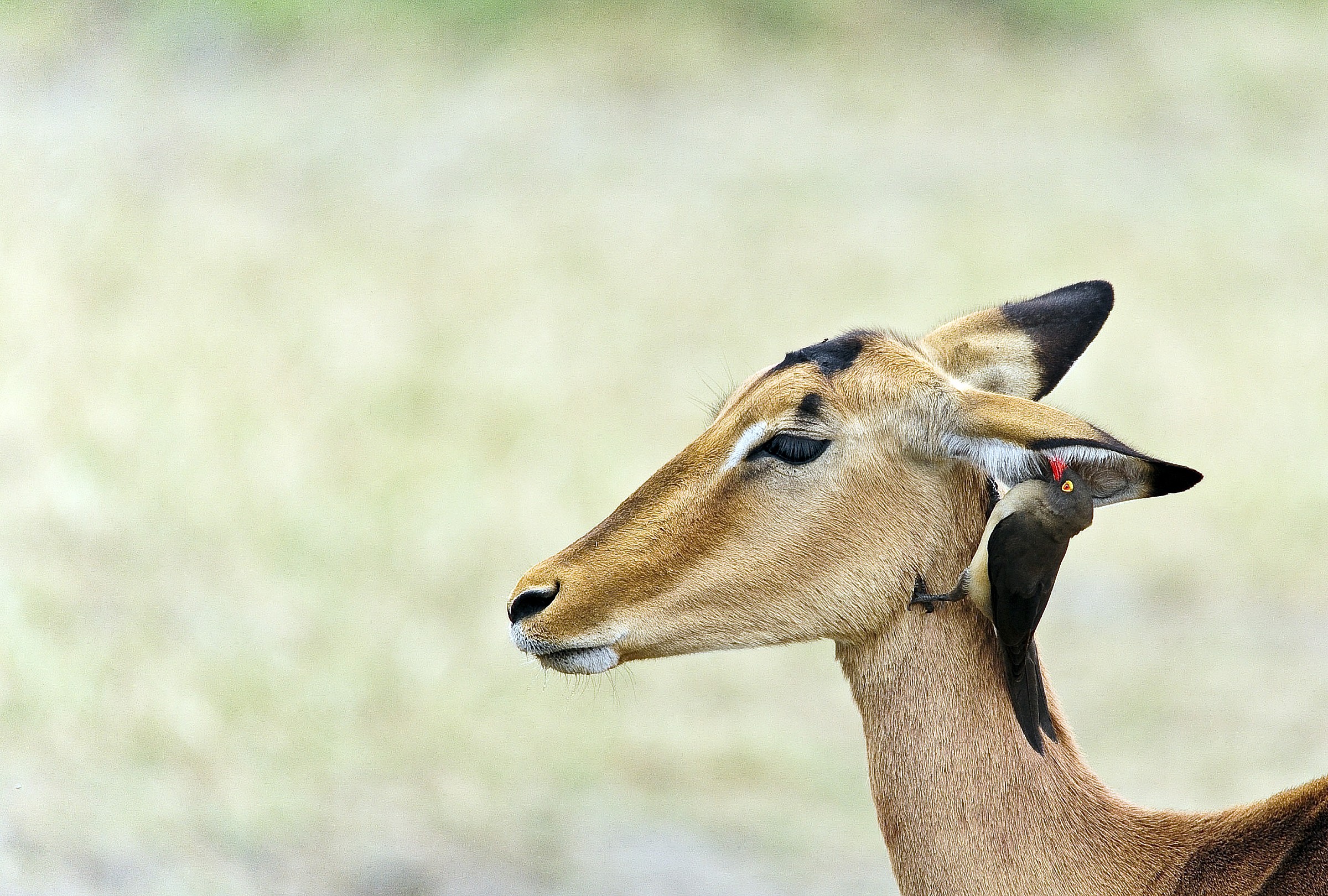 Adesso ti confido un segreto