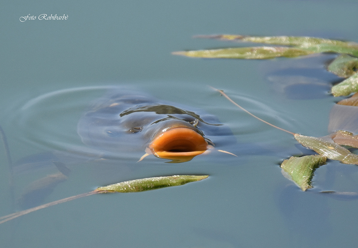 Carp mouth ...