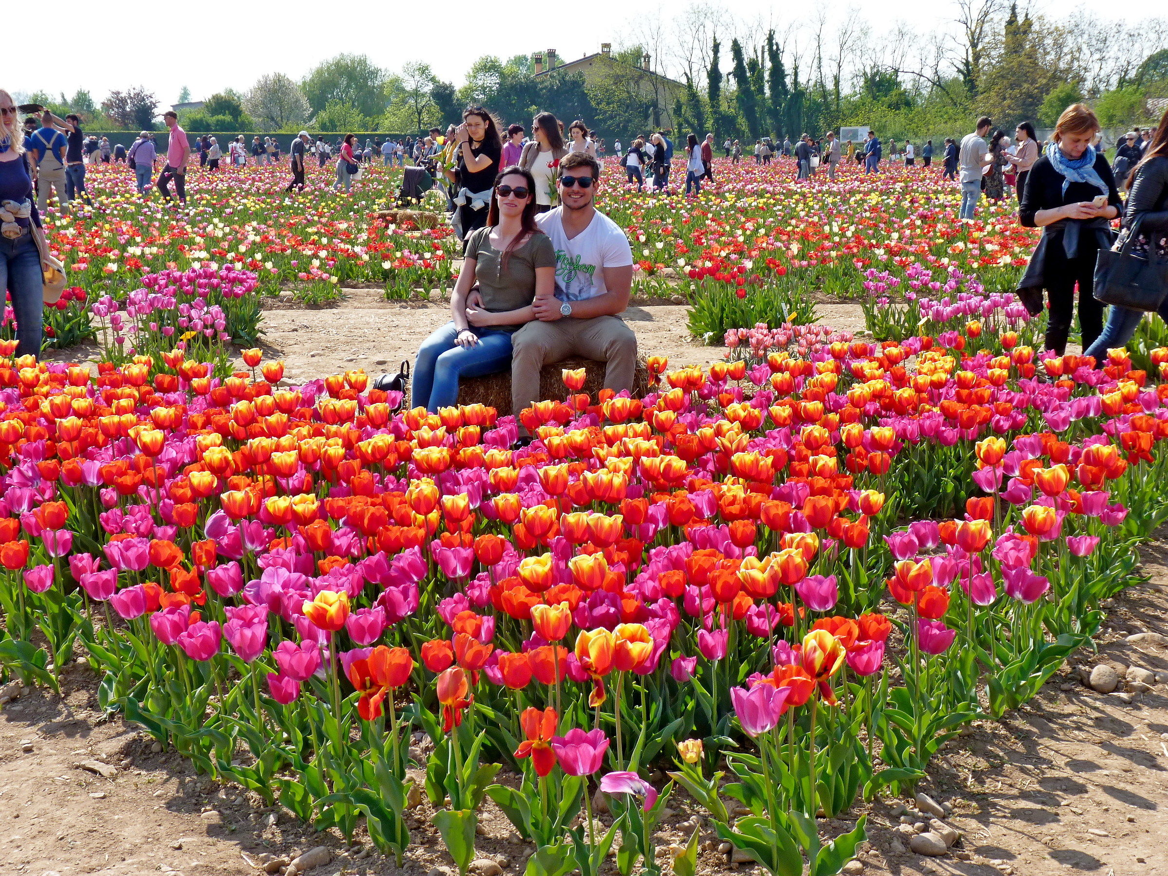 sole, amore e tulipani