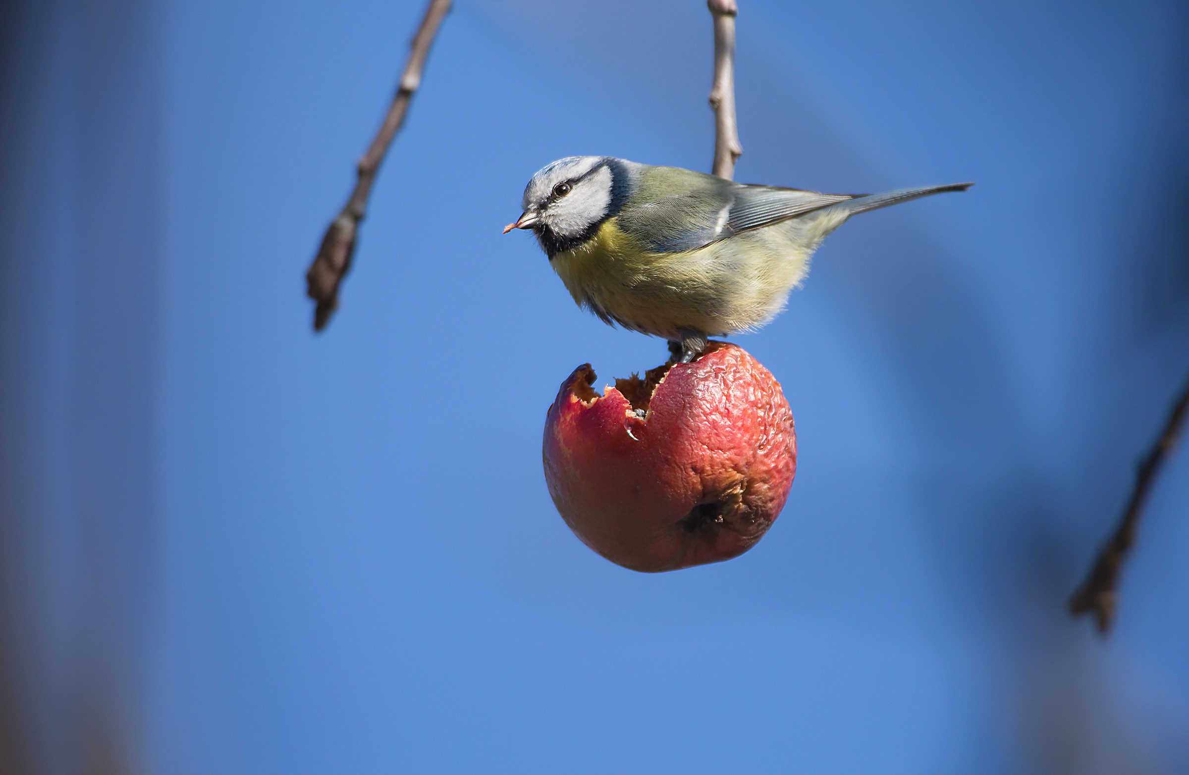 una mela al giorno.....