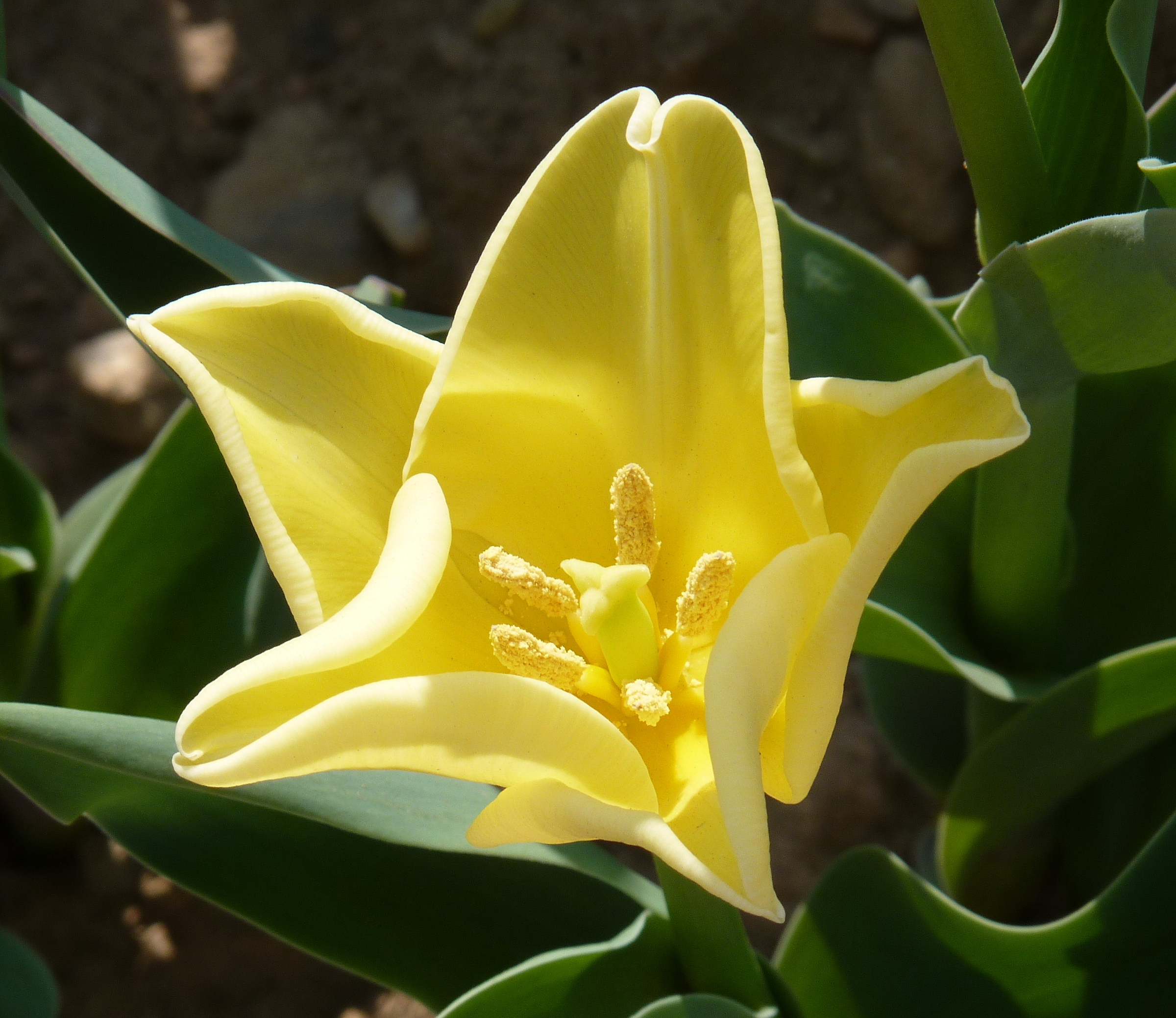 Yellow tulip