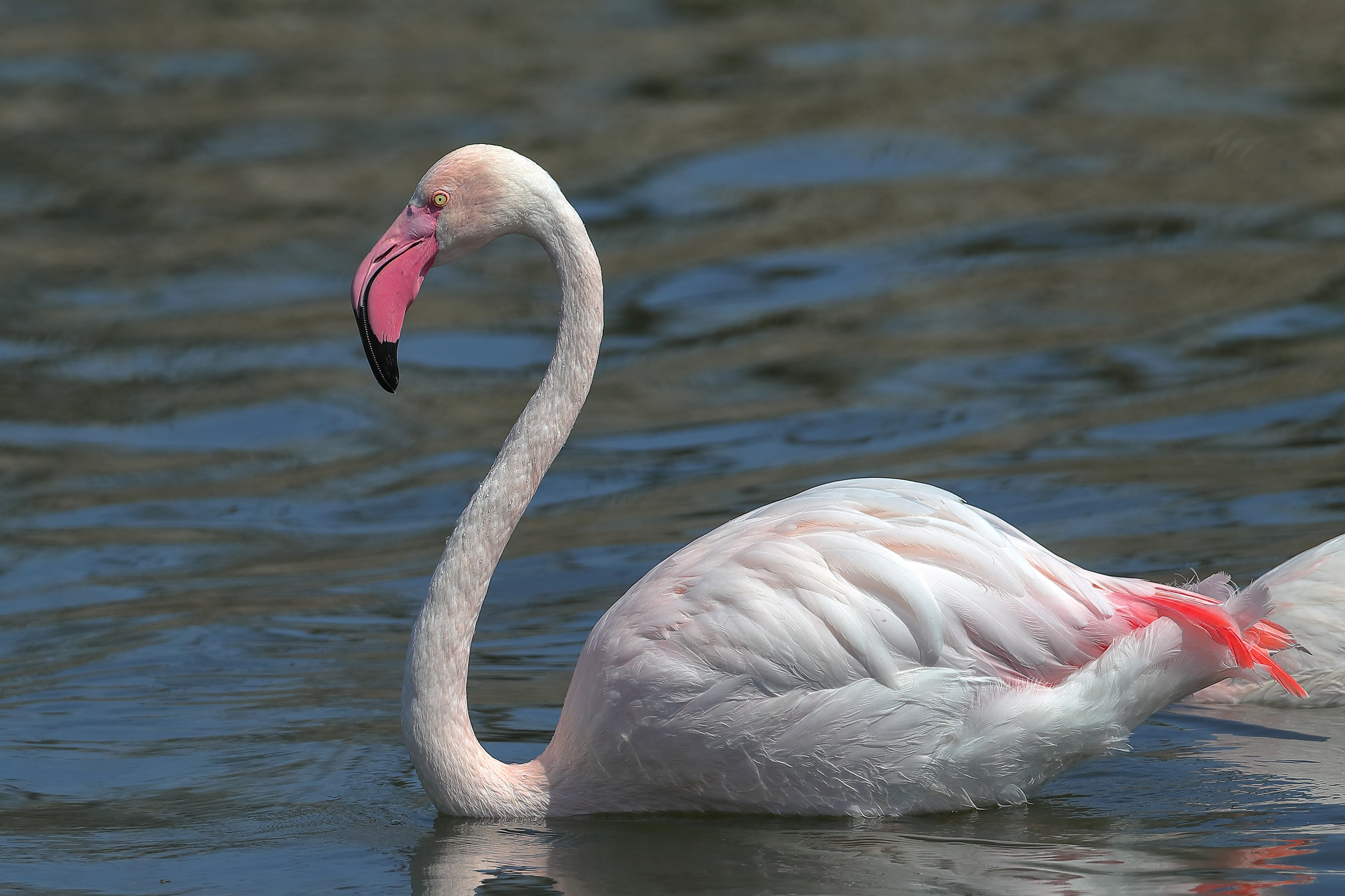 Flamingo