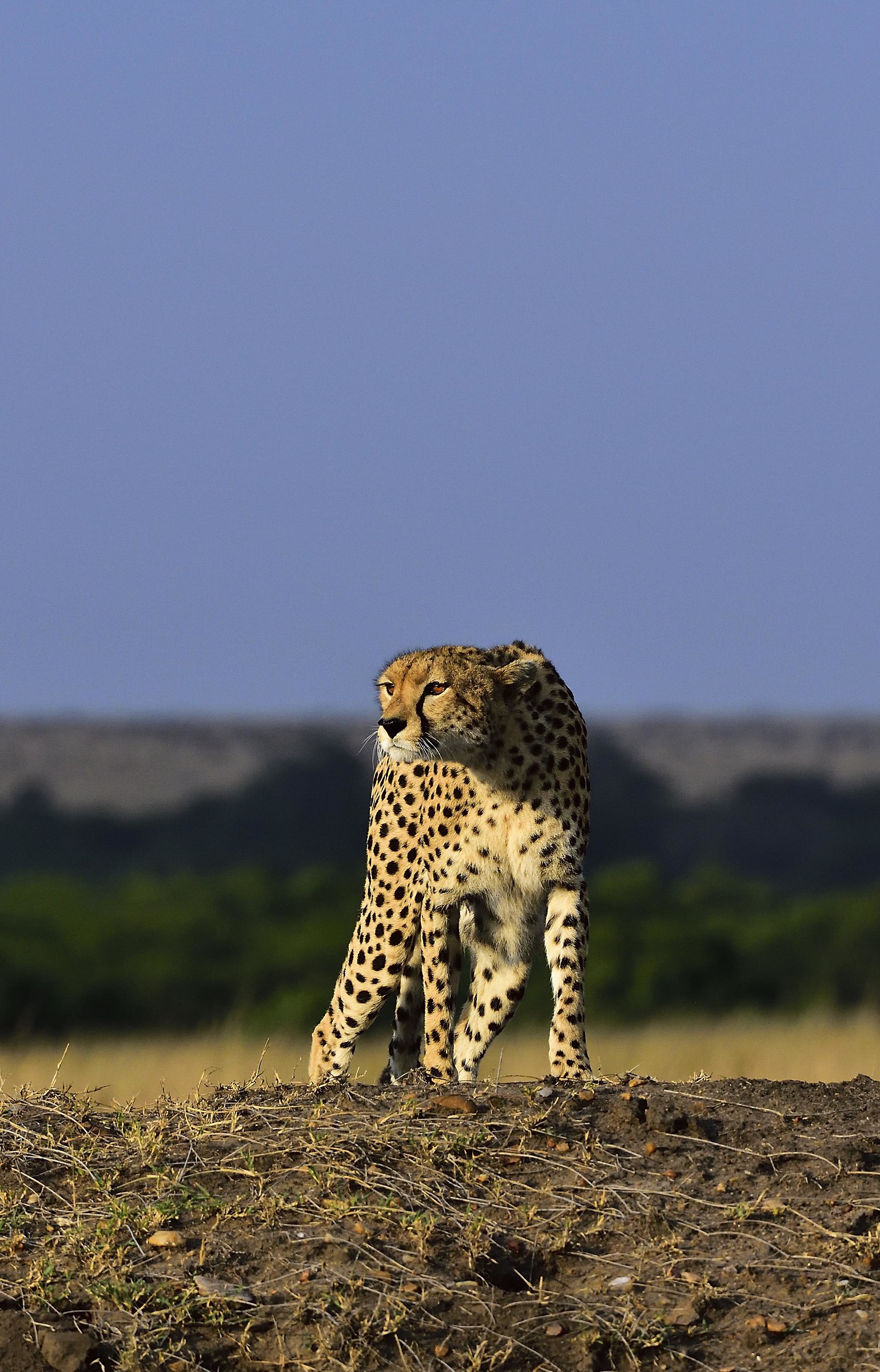 Kenya 2016: Attention