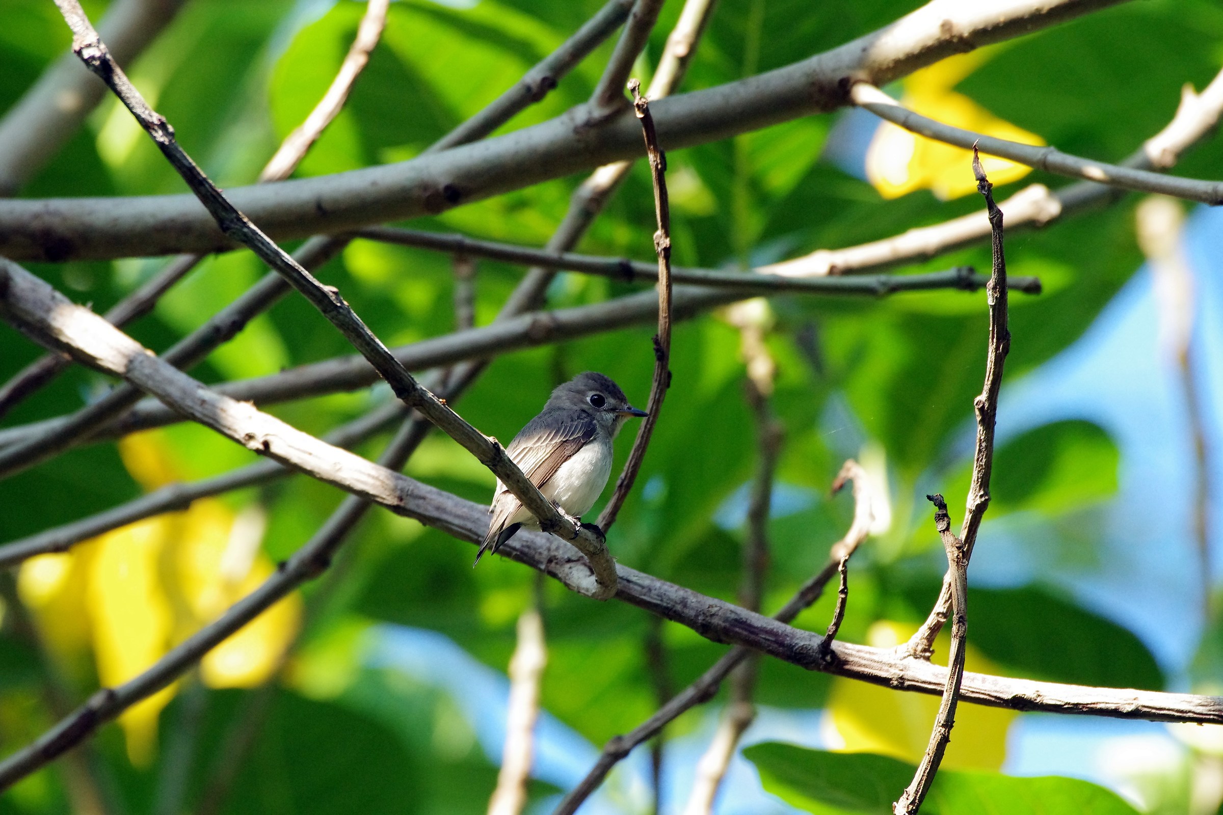 Asian Brown Flycatcher
