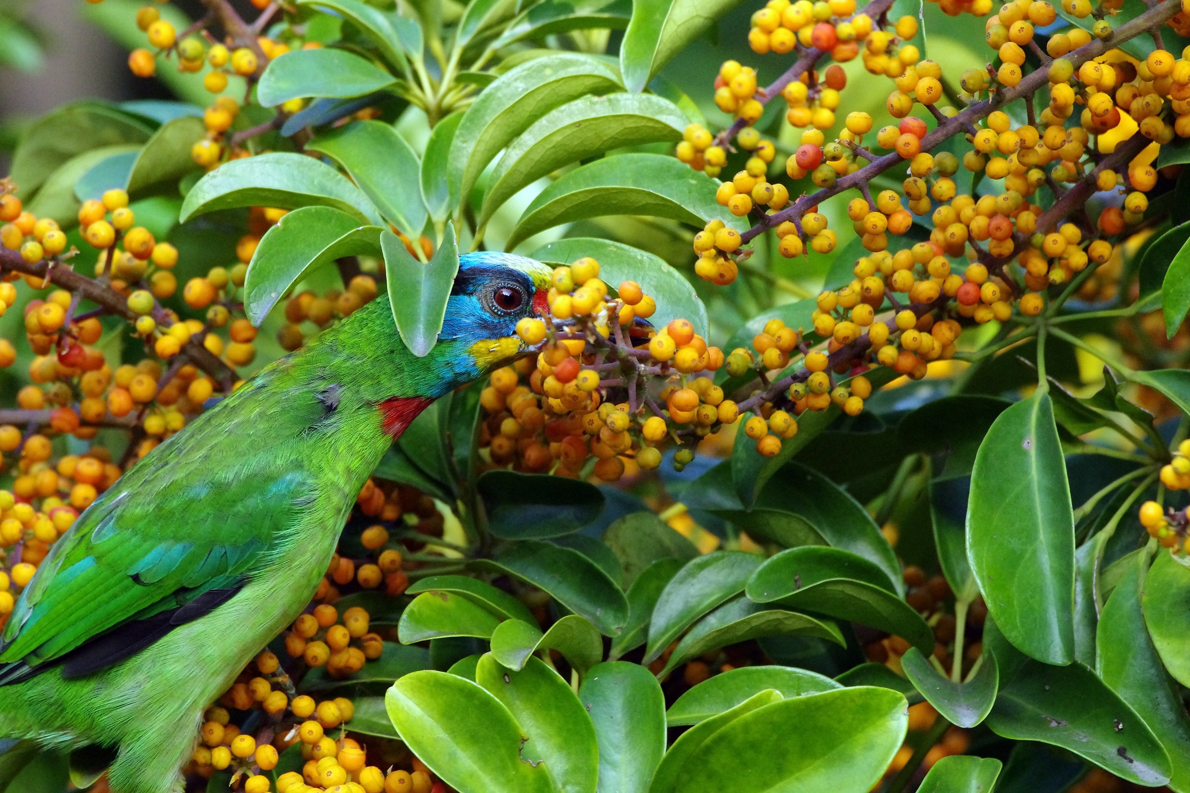 Taiwan Barbet