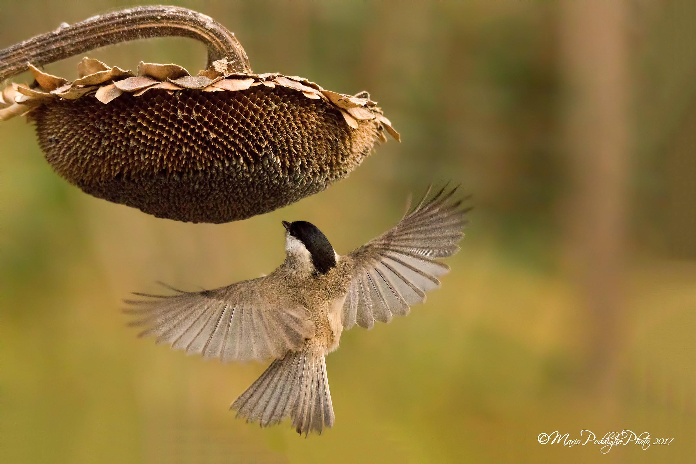 Lo spirito santo della bigia