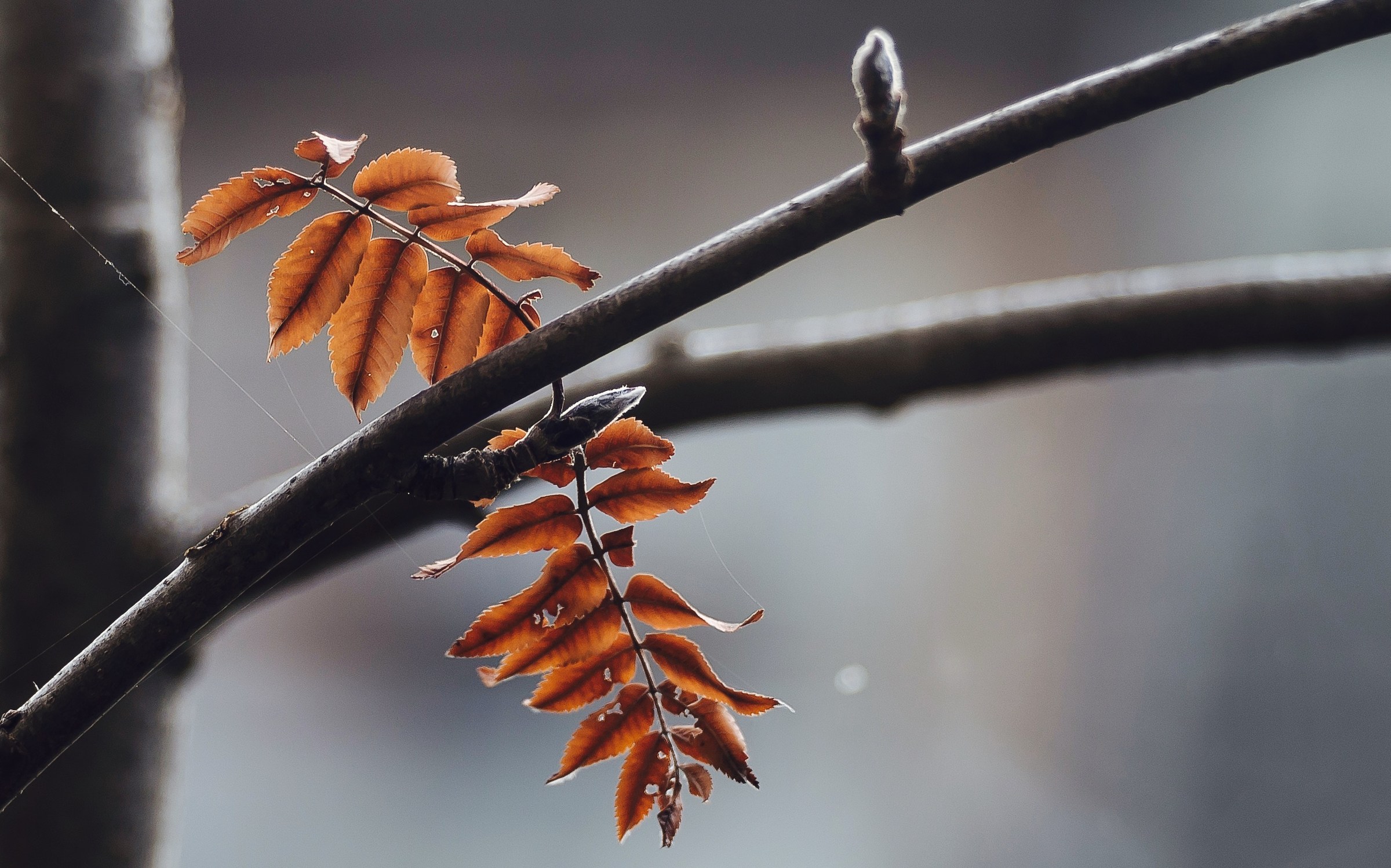 Luce magica,su foglie cadenti,con gemma pronta per 2018