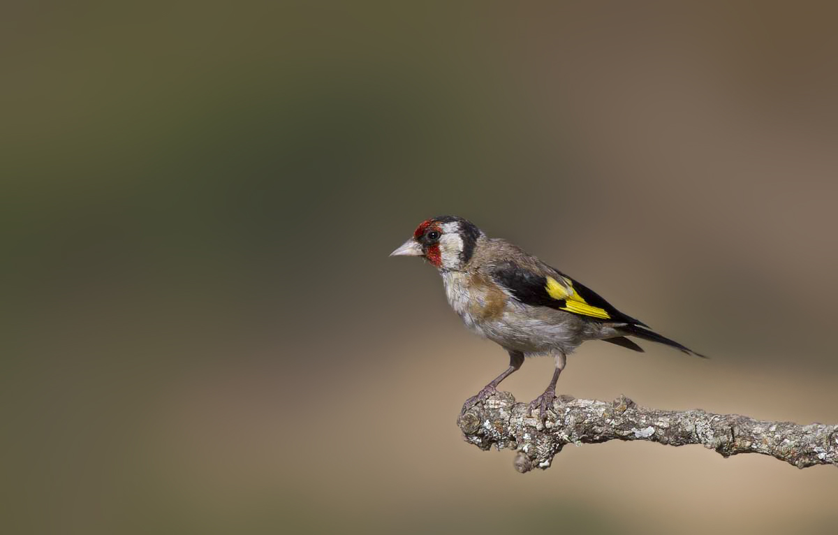 Goldfinch