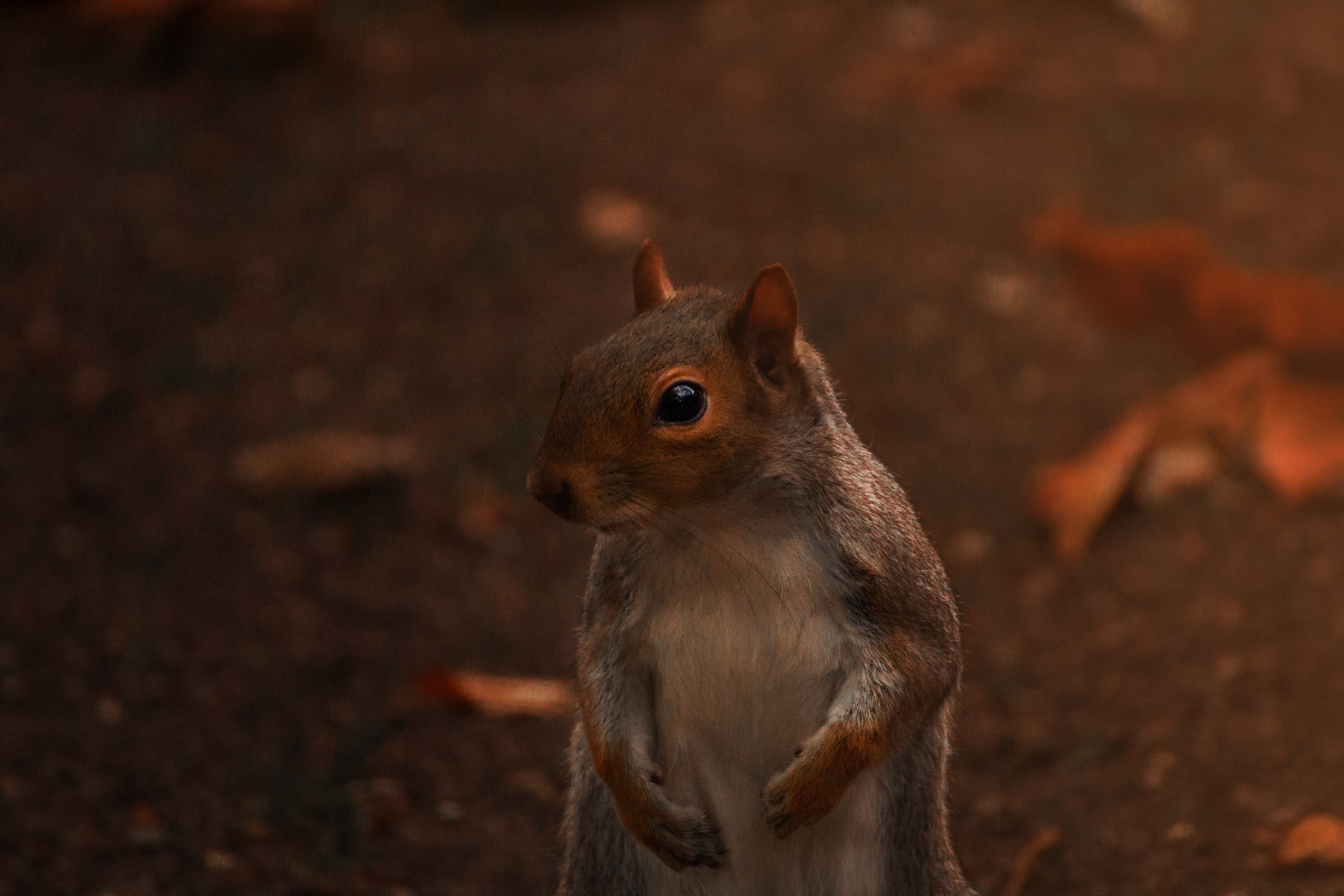 Autumn and squirrels