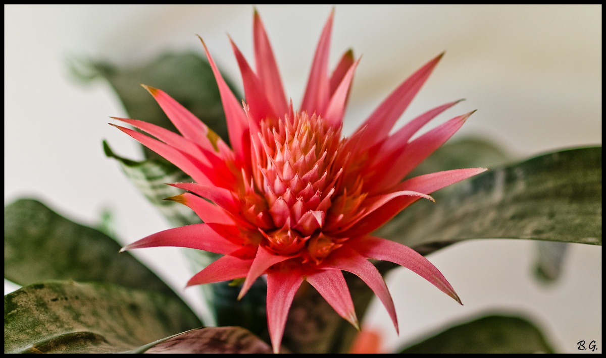 bromeliad
