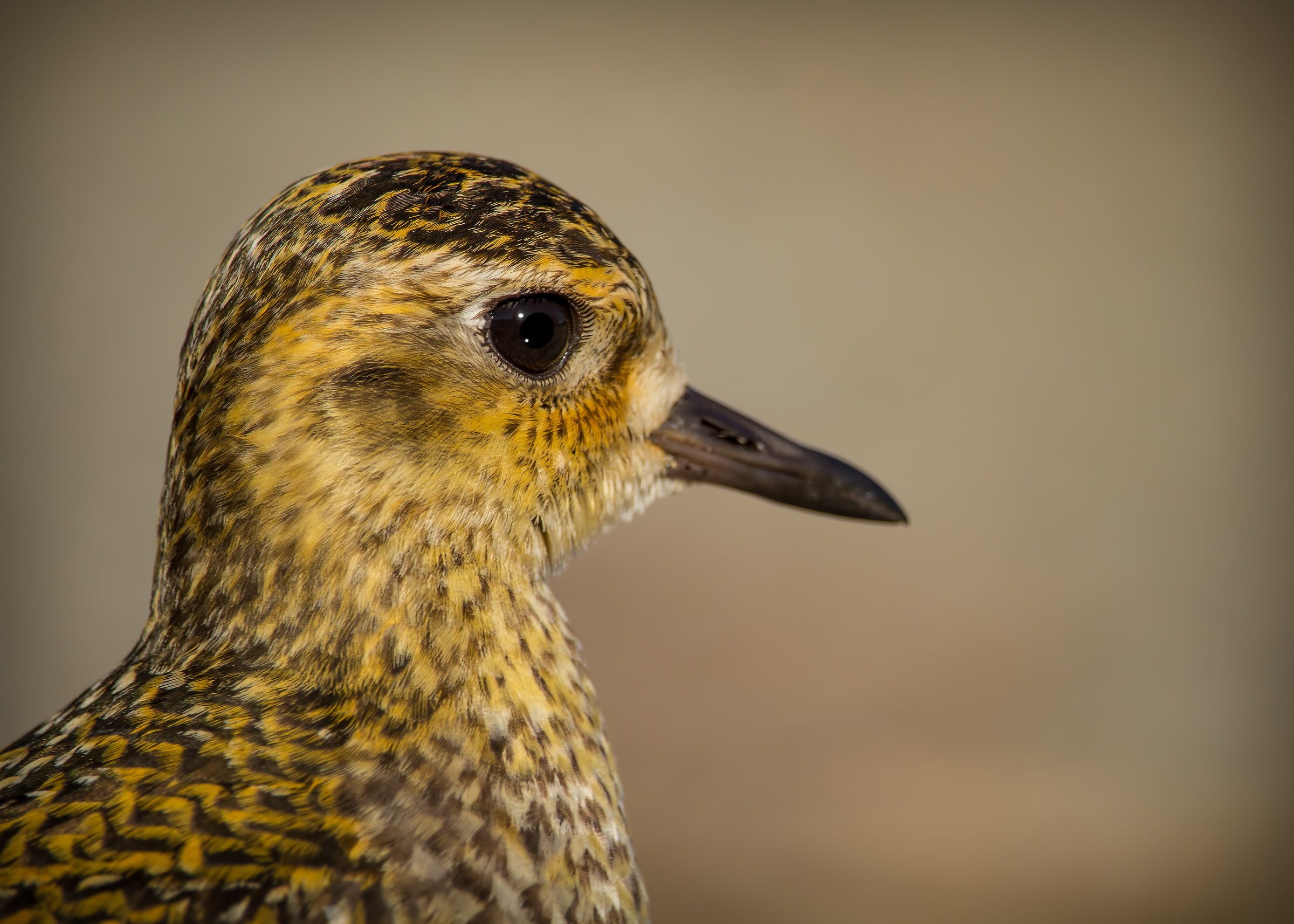 Primo piano piviere dorato orientale