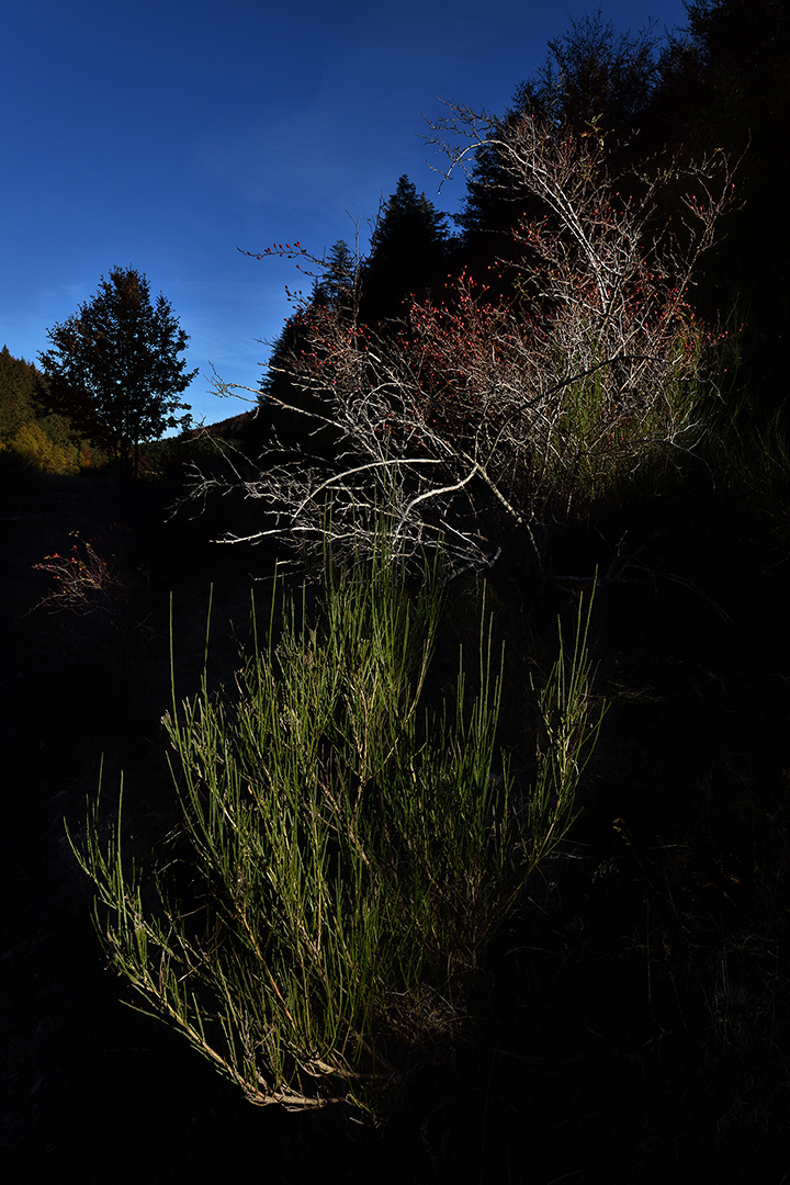 Afflicted by the first ray of sun