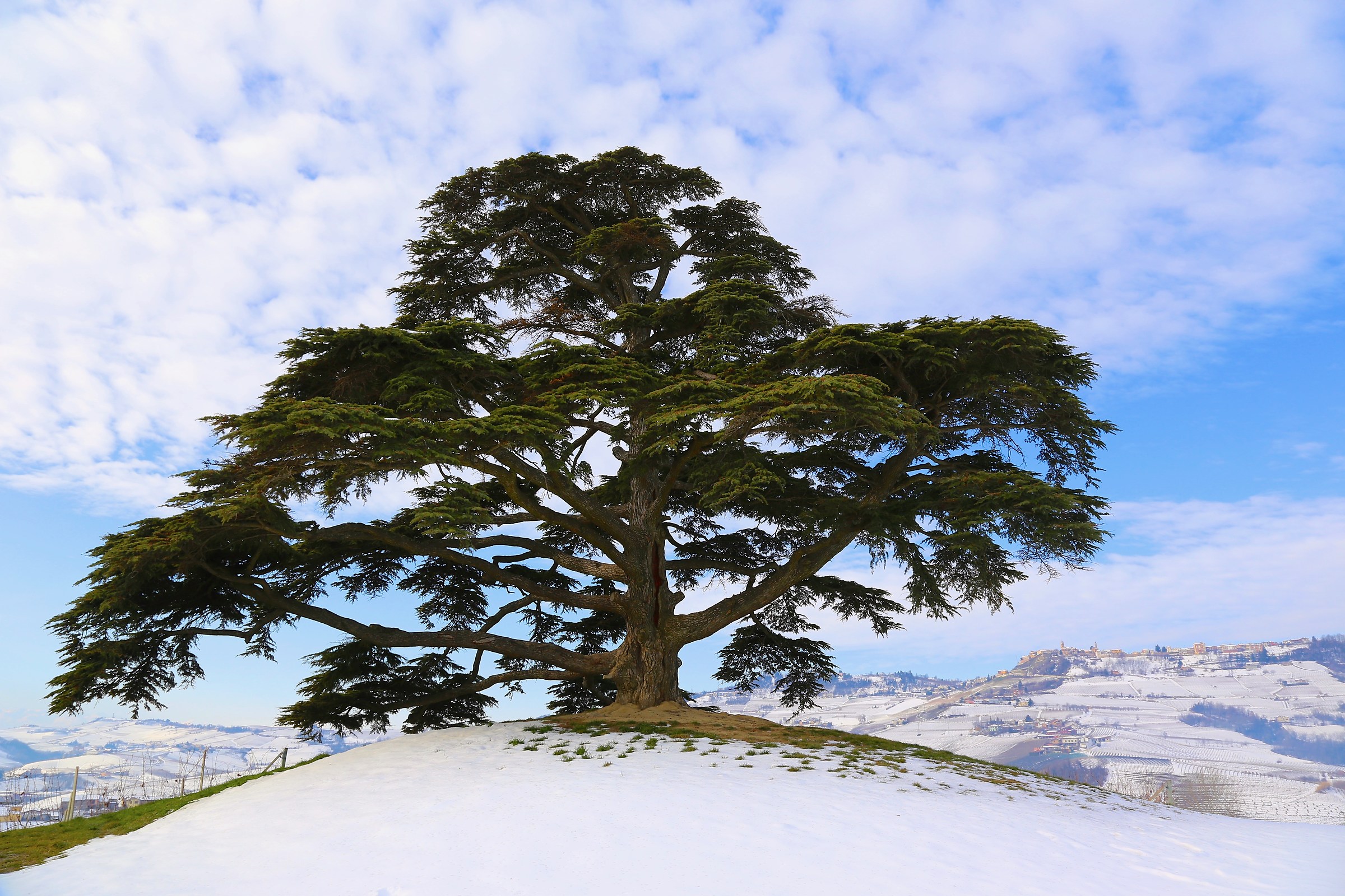 Il cedro dell'Annunziata di La Morra