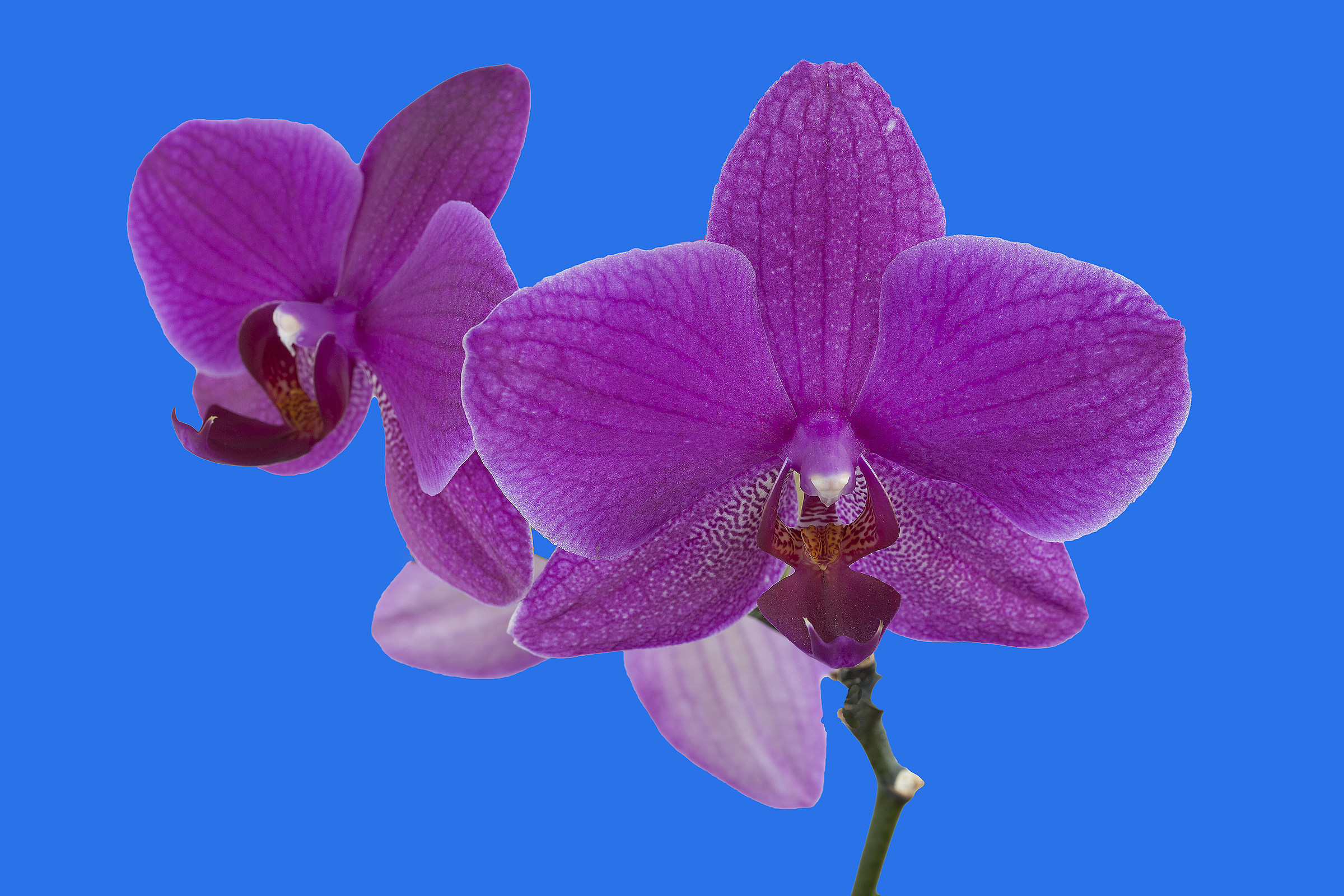 Orchidea 7