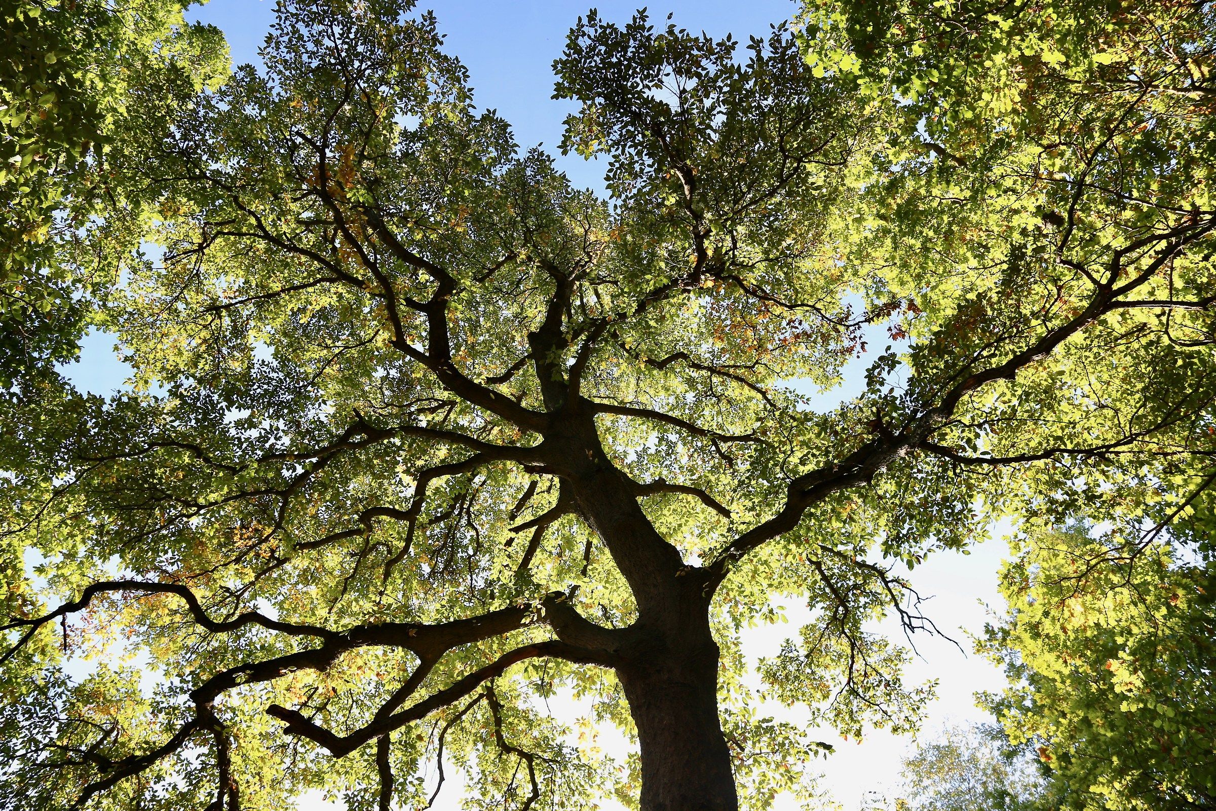 Quercus crenata, albero magico di Langa