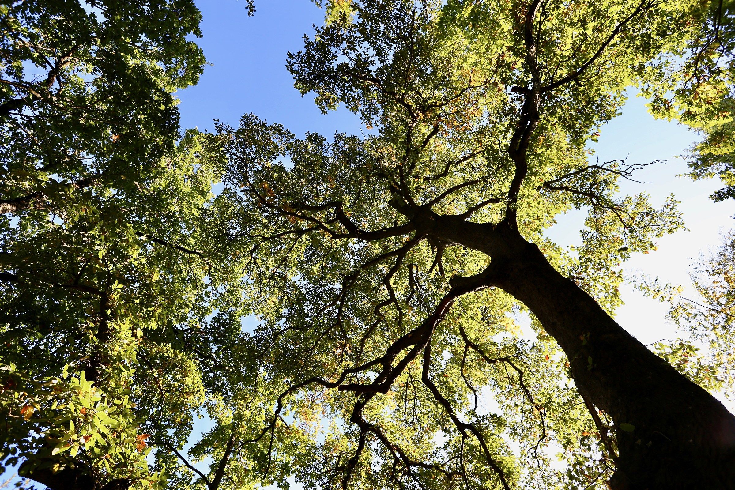 Quercus crenata, albero magico di Langa