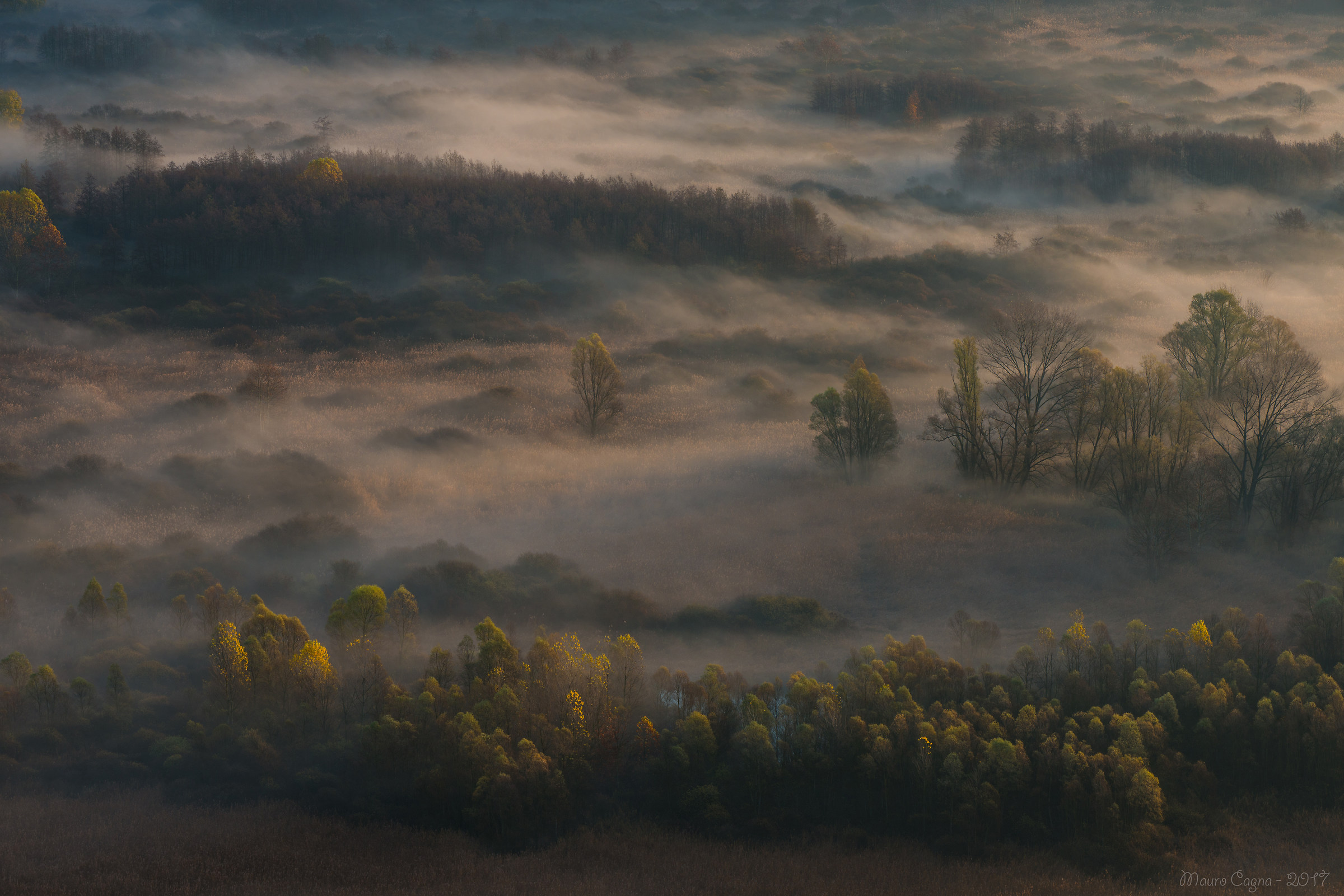 Airuno, fog in the woods