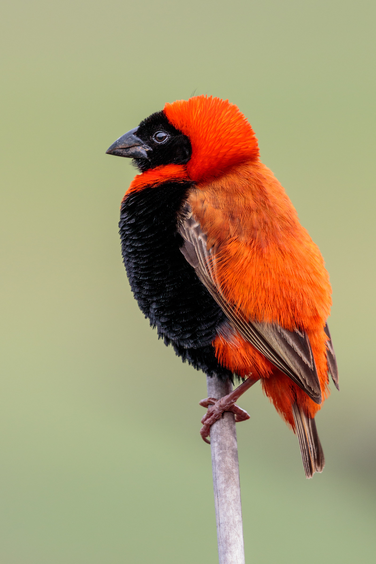 Red Bishop