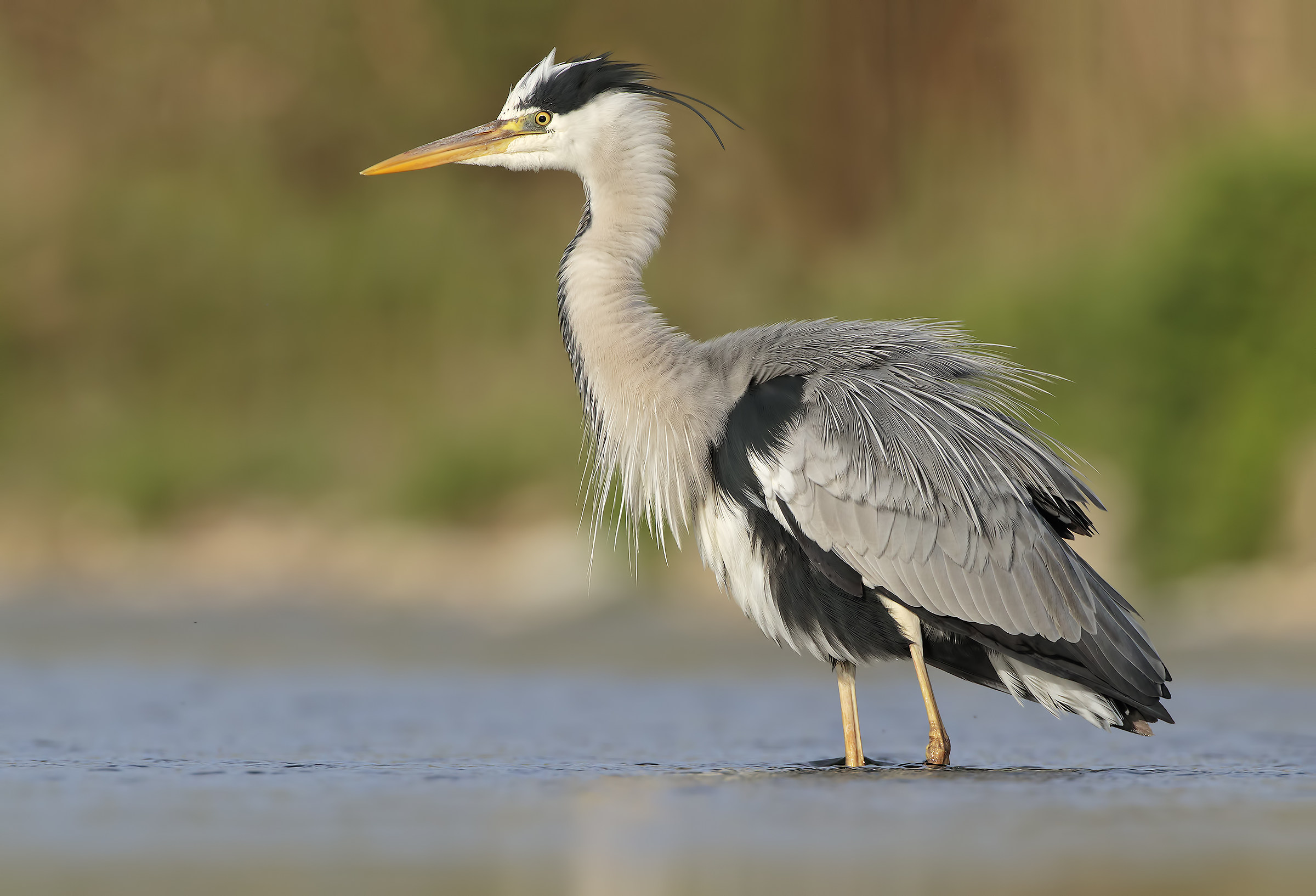 Grass heron