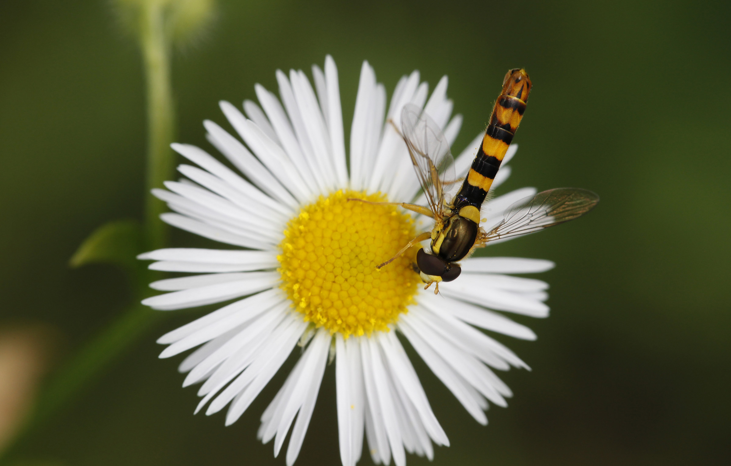 L'ospite di... Margherita