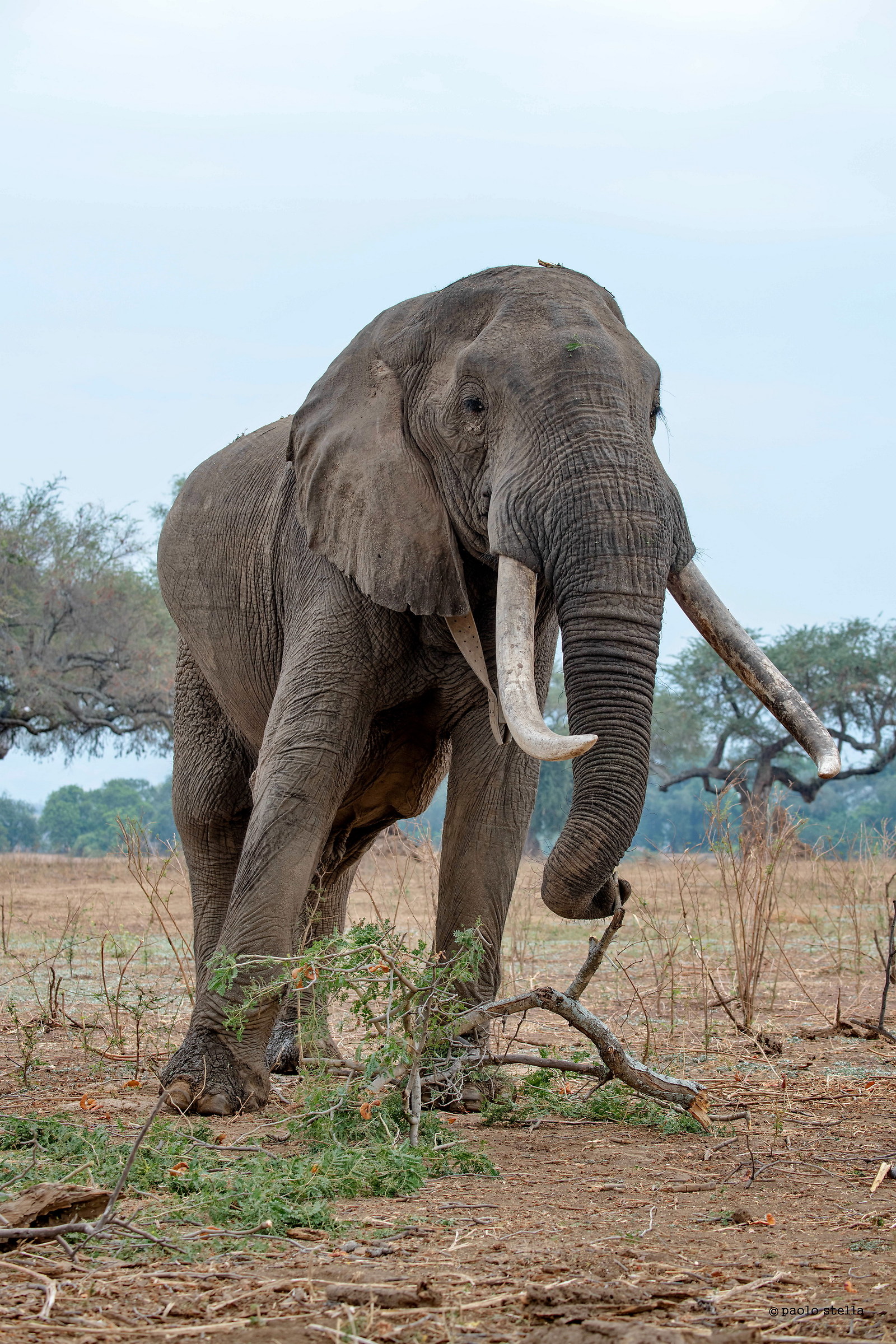 Boswell ed il ramo di acacia