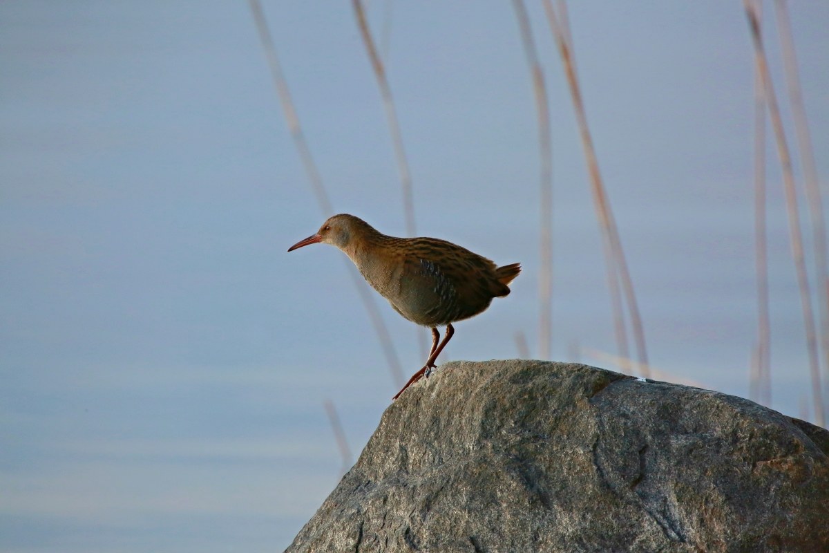 Water Rail