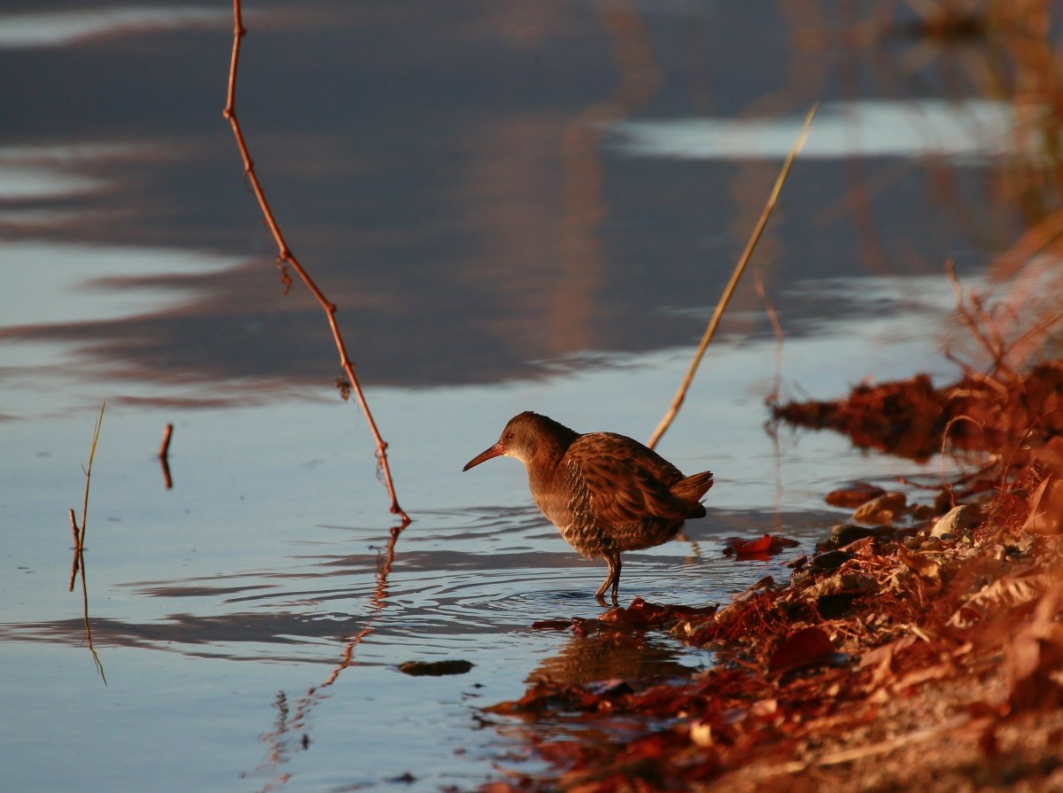 Water Rail