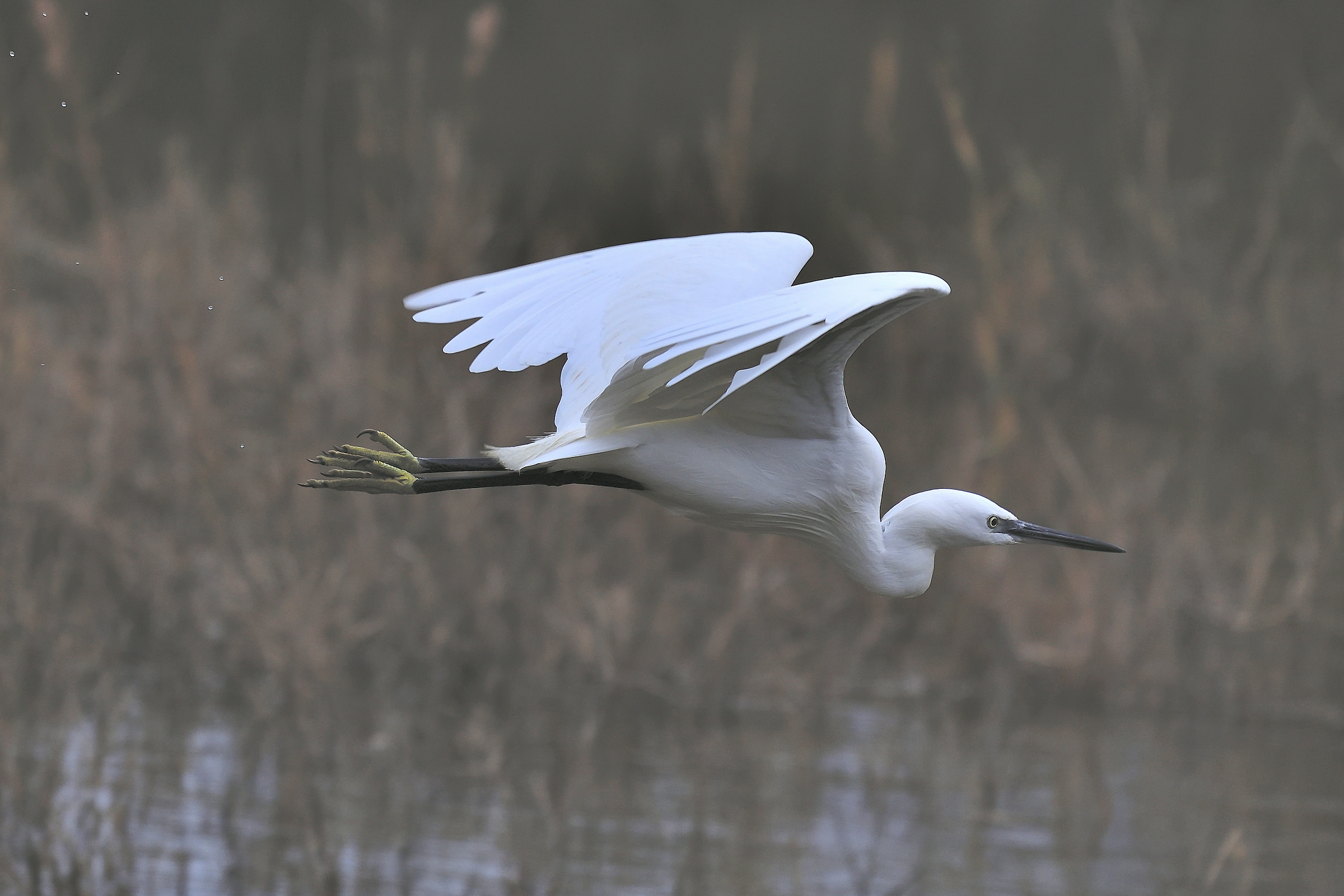 egret
