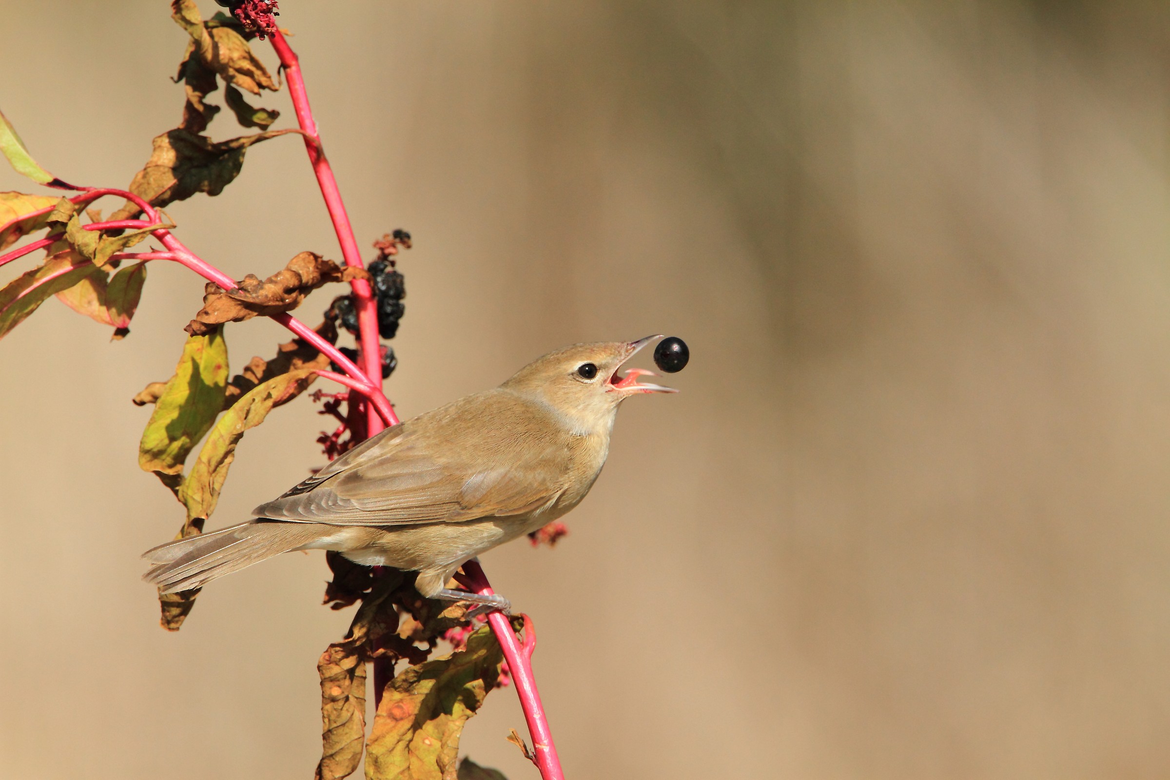 Il beccafico e la bacca