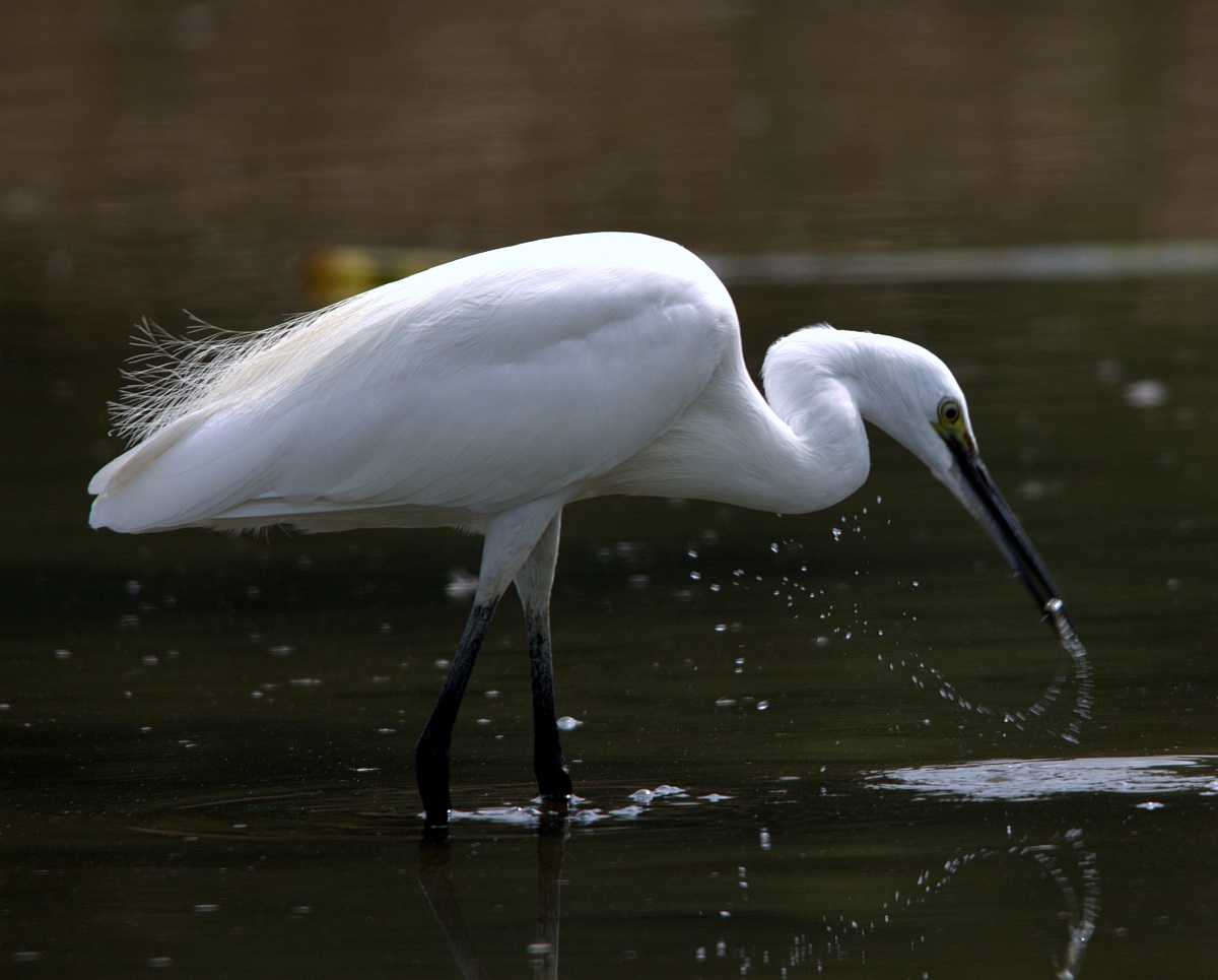 Egret fishing