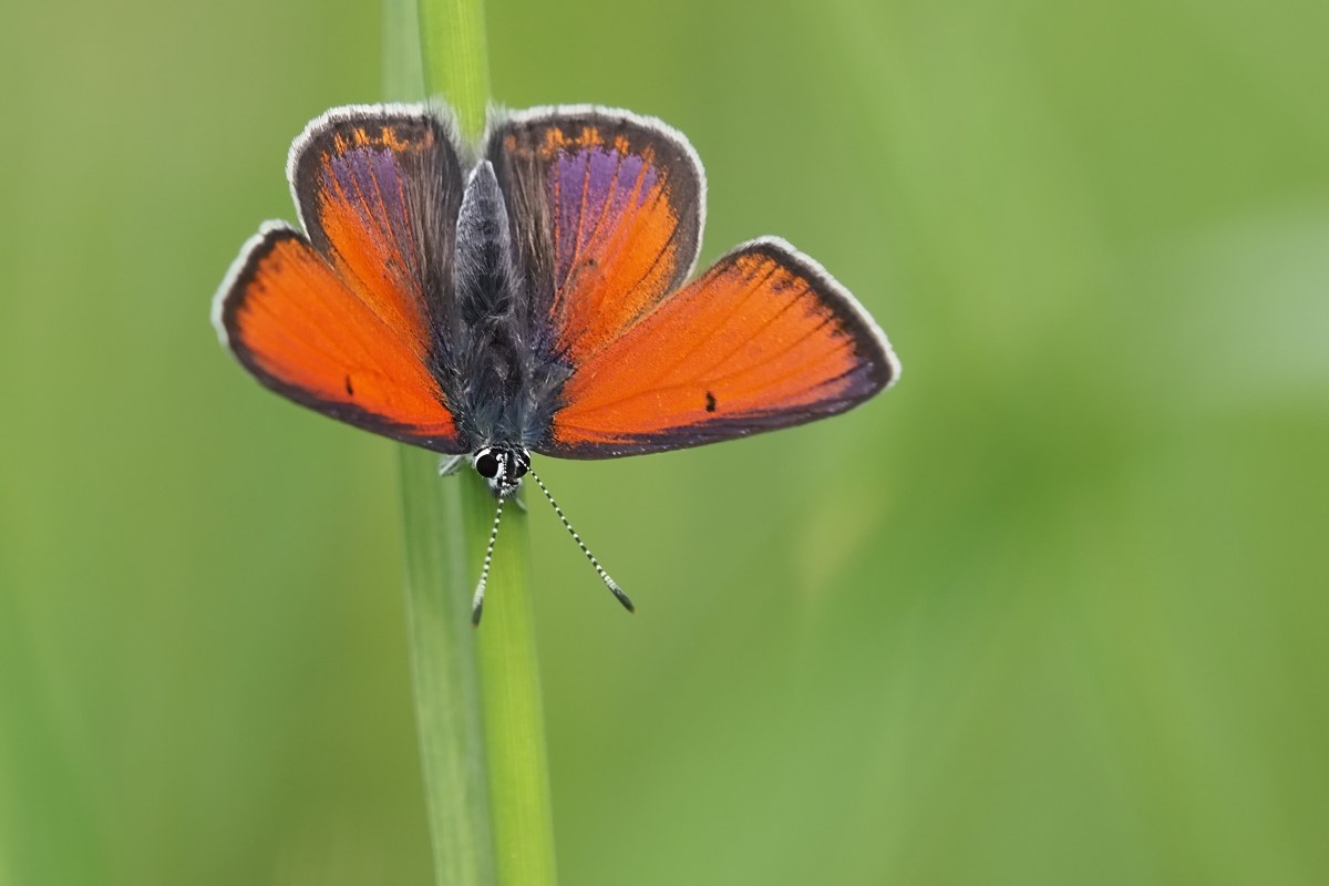 Lycaena ippopotamo