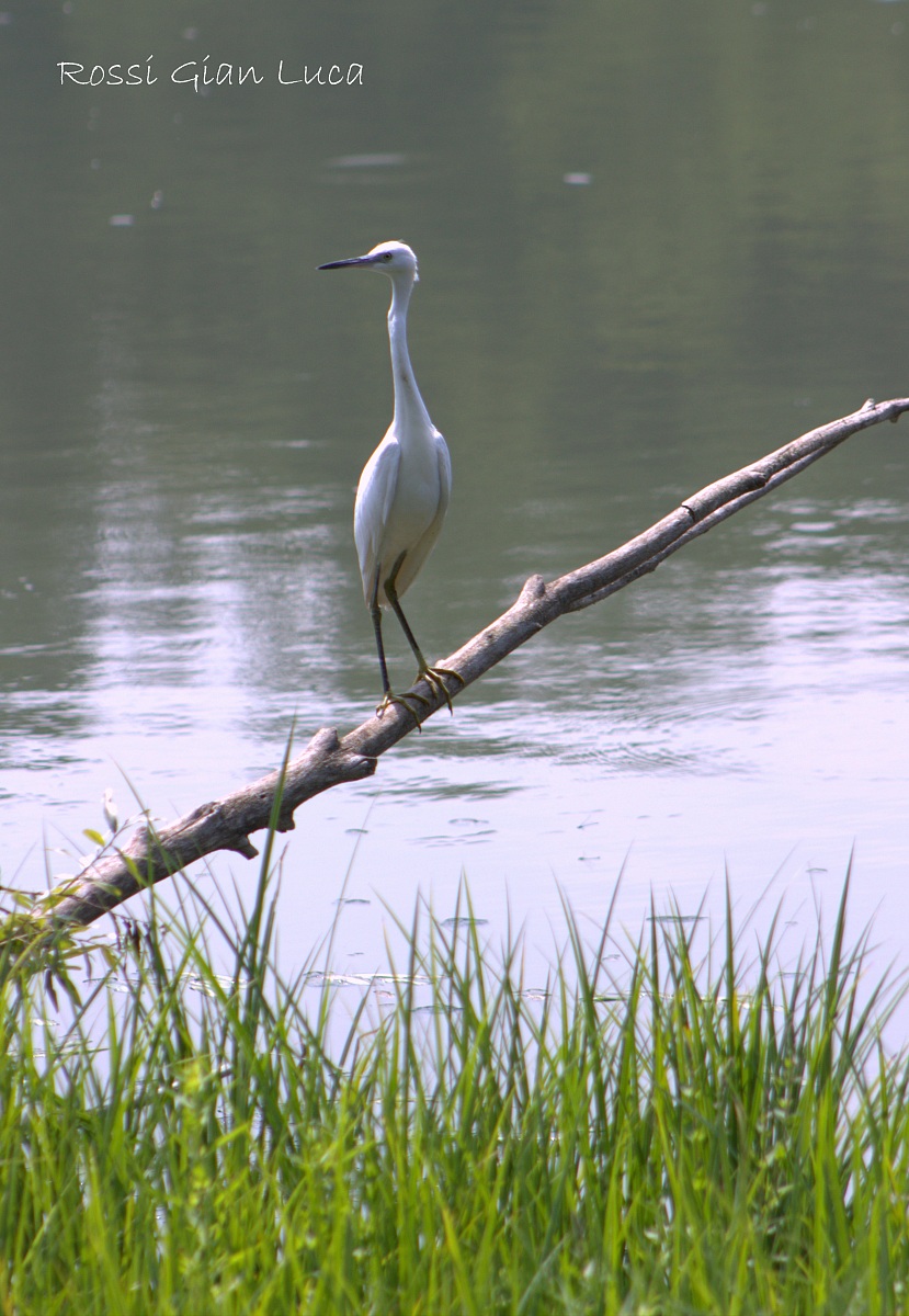 Egret perch on