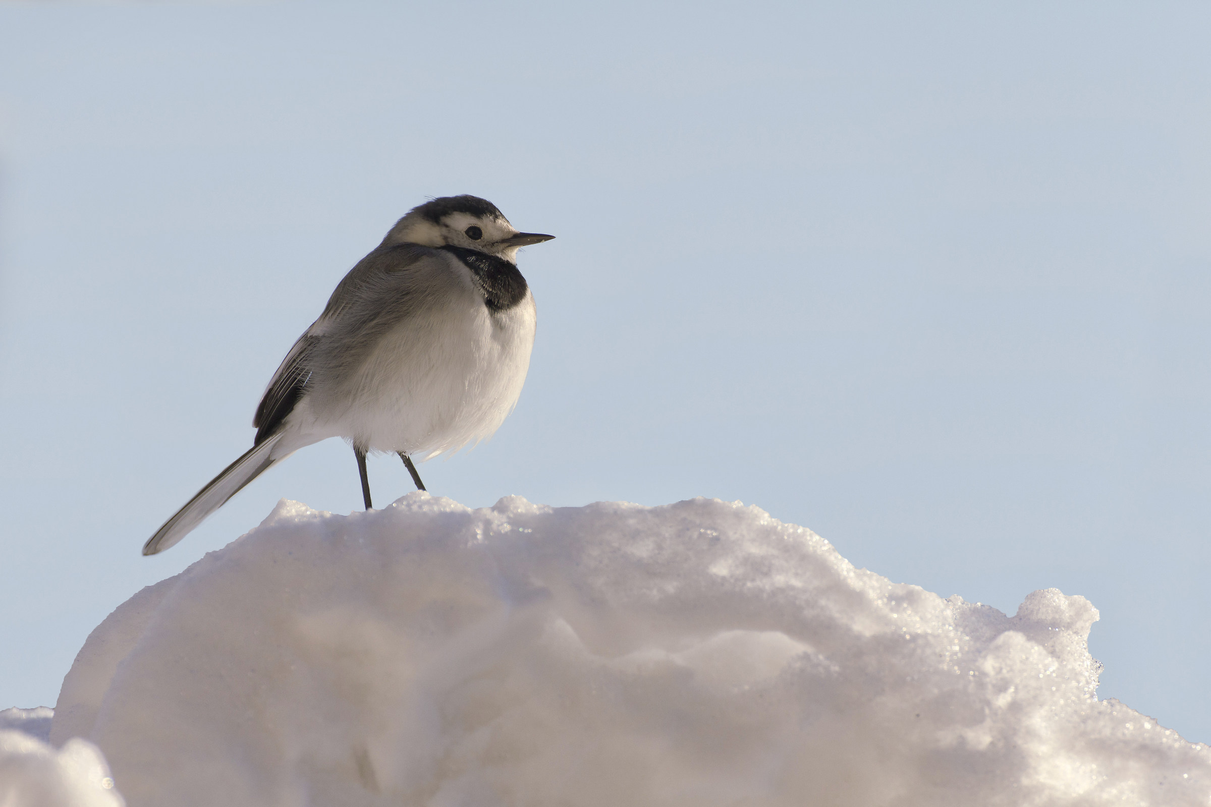 The great snow & white ballerina