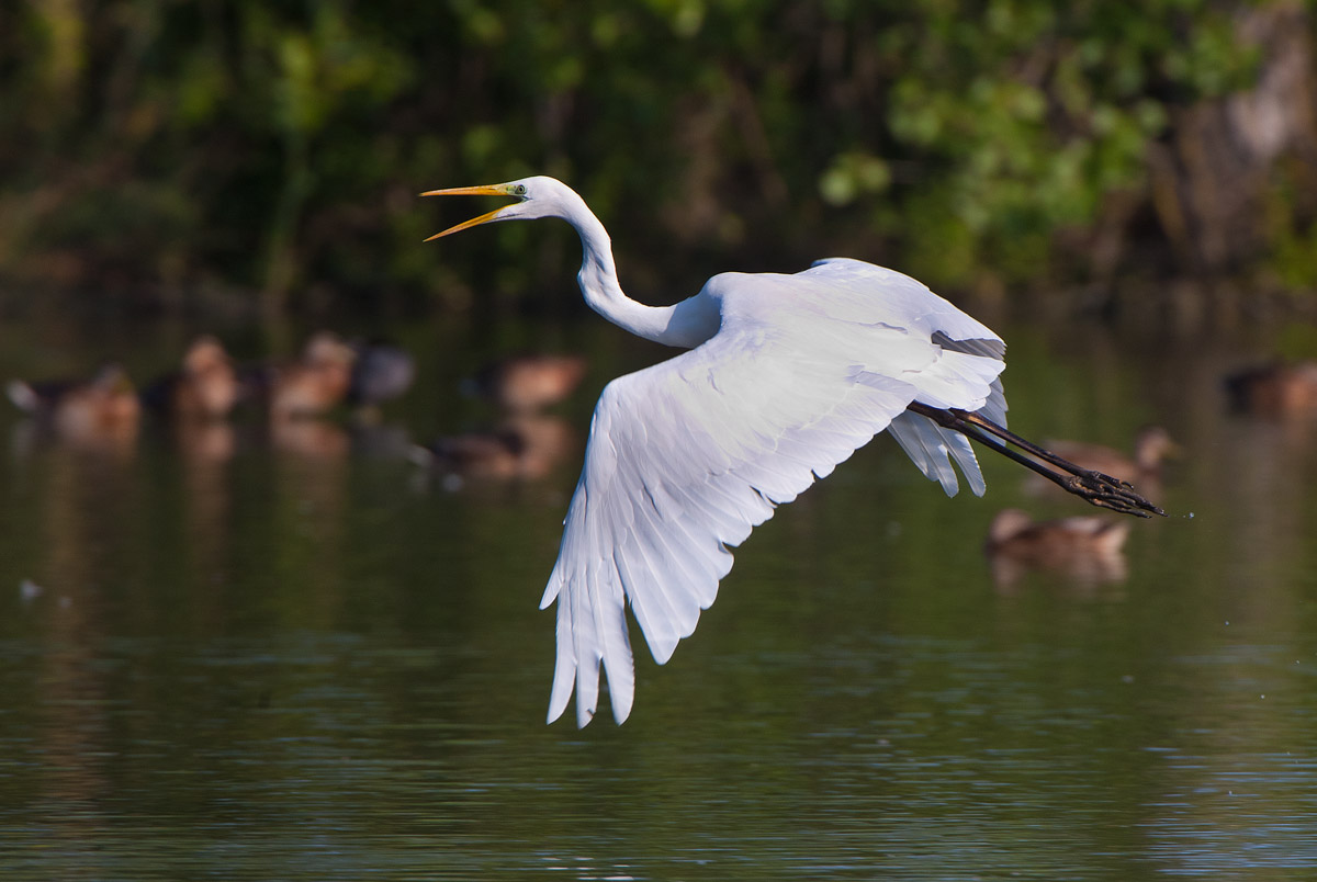 Airone bianco maggiore