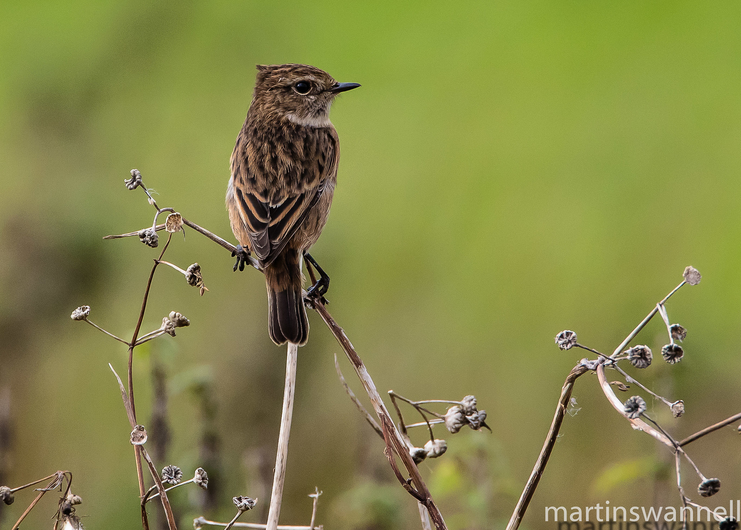 Stonechat