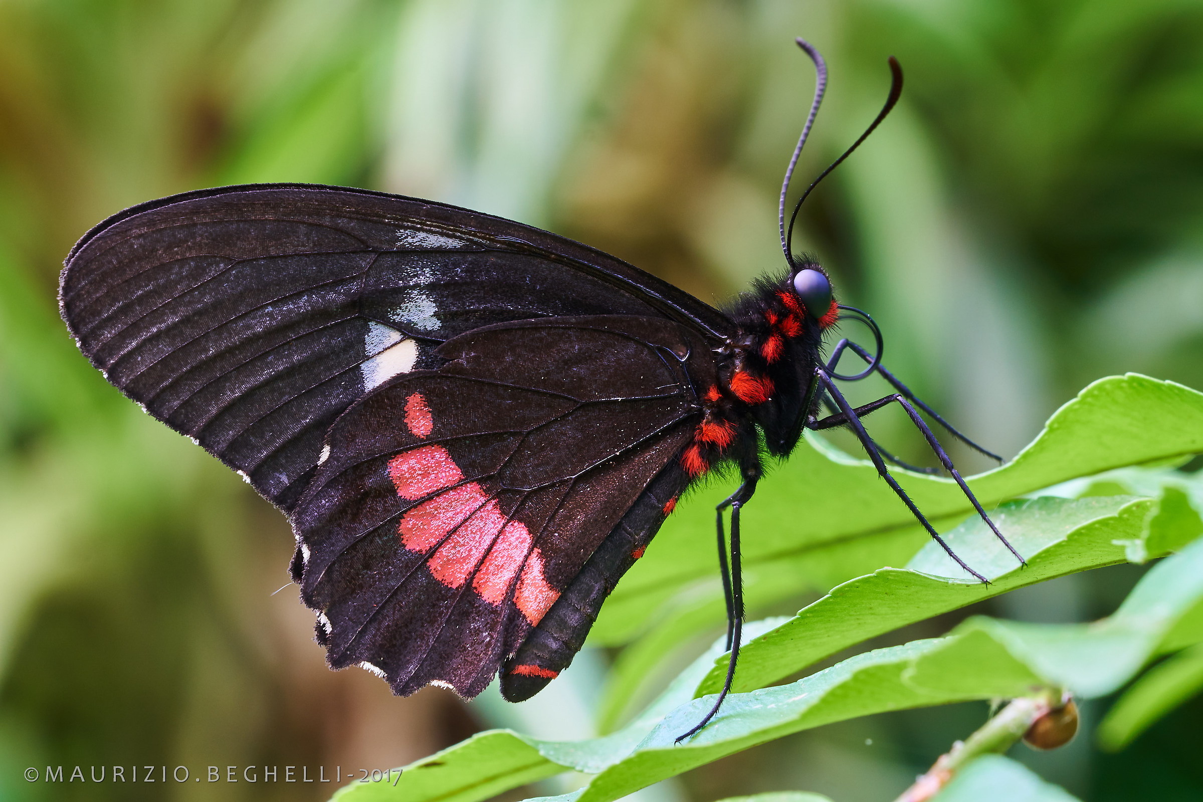 Parides iphidamas