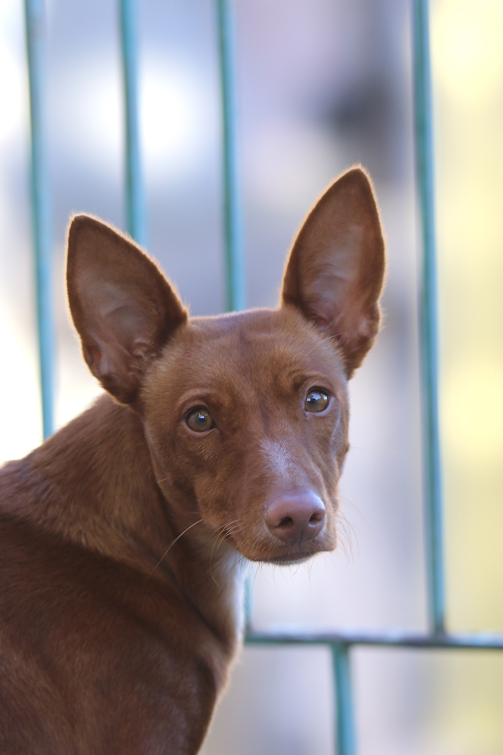 Masha (Cirneco dell'Etna)