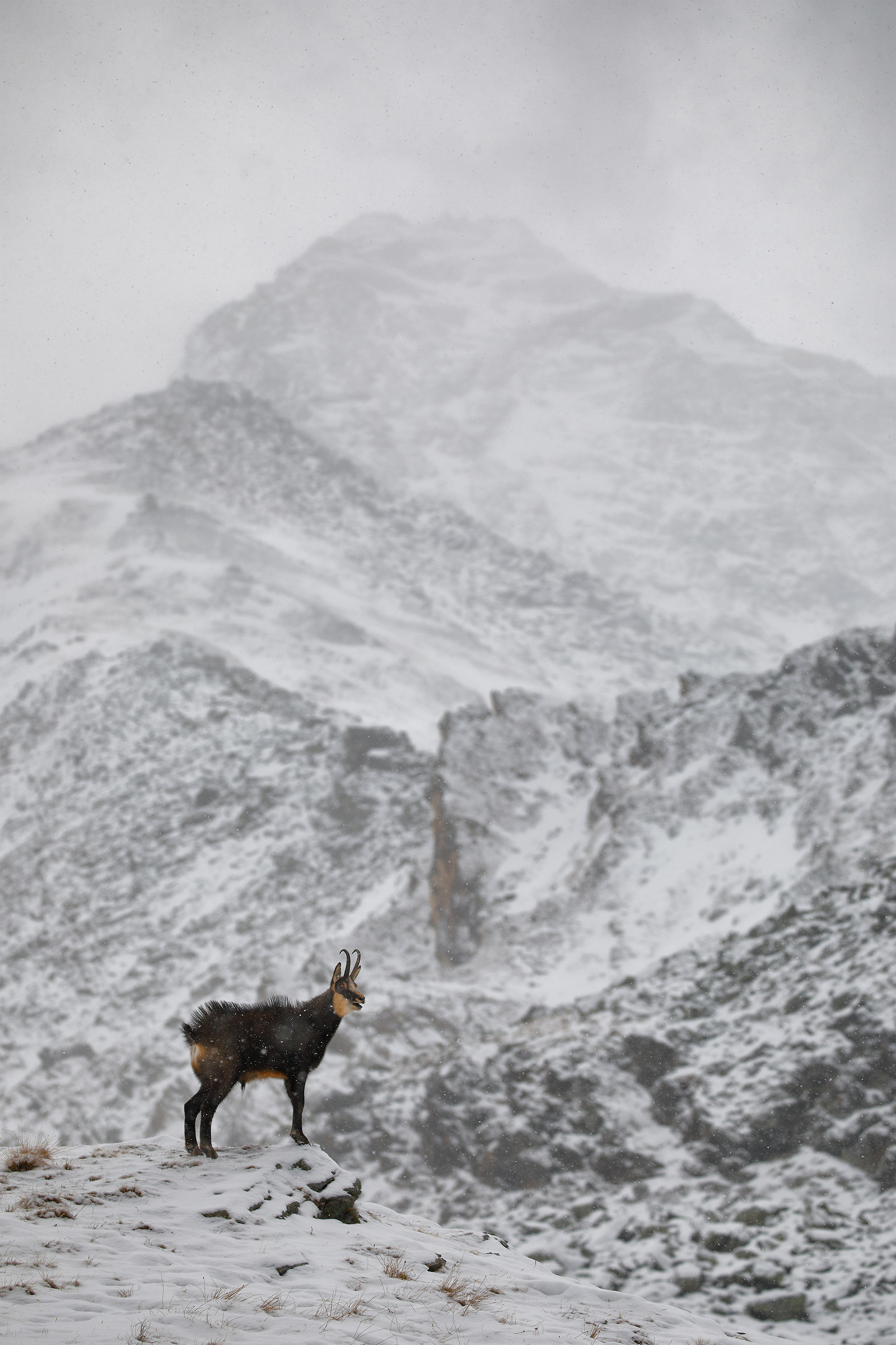 Alpine chamois