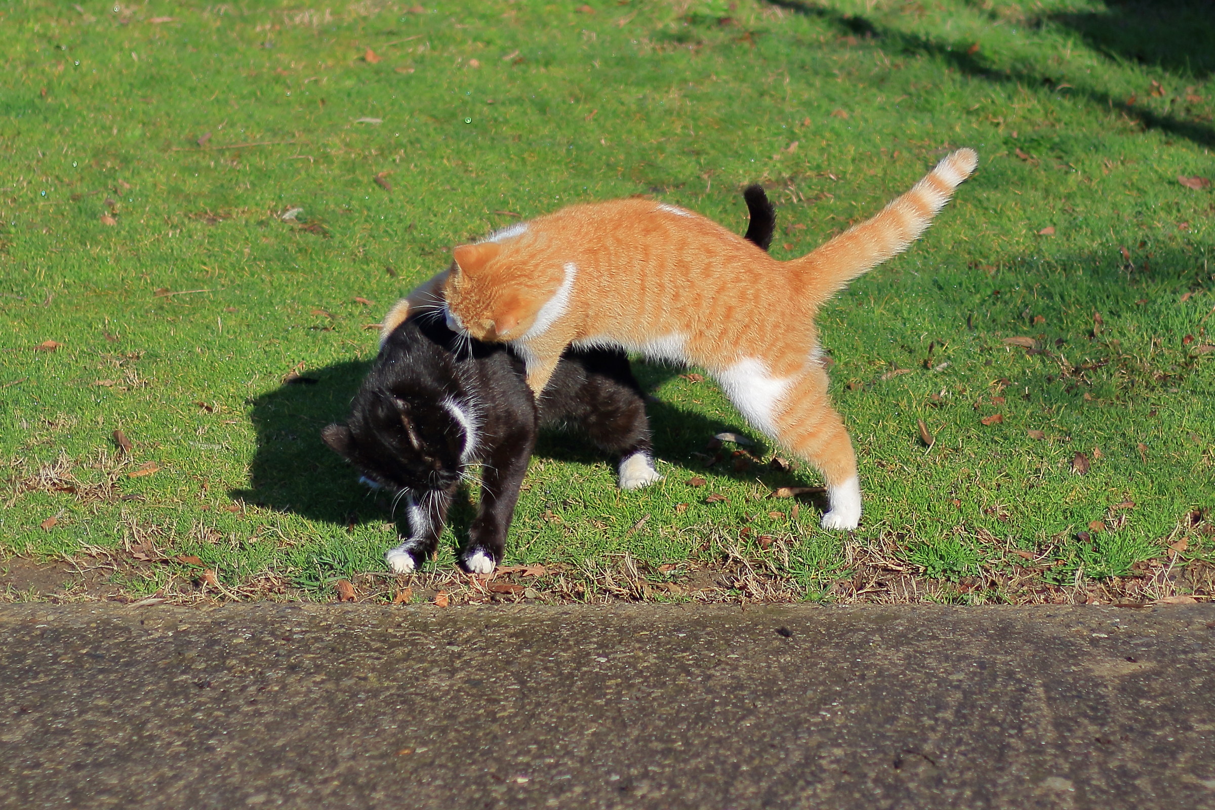 They both always play as adults