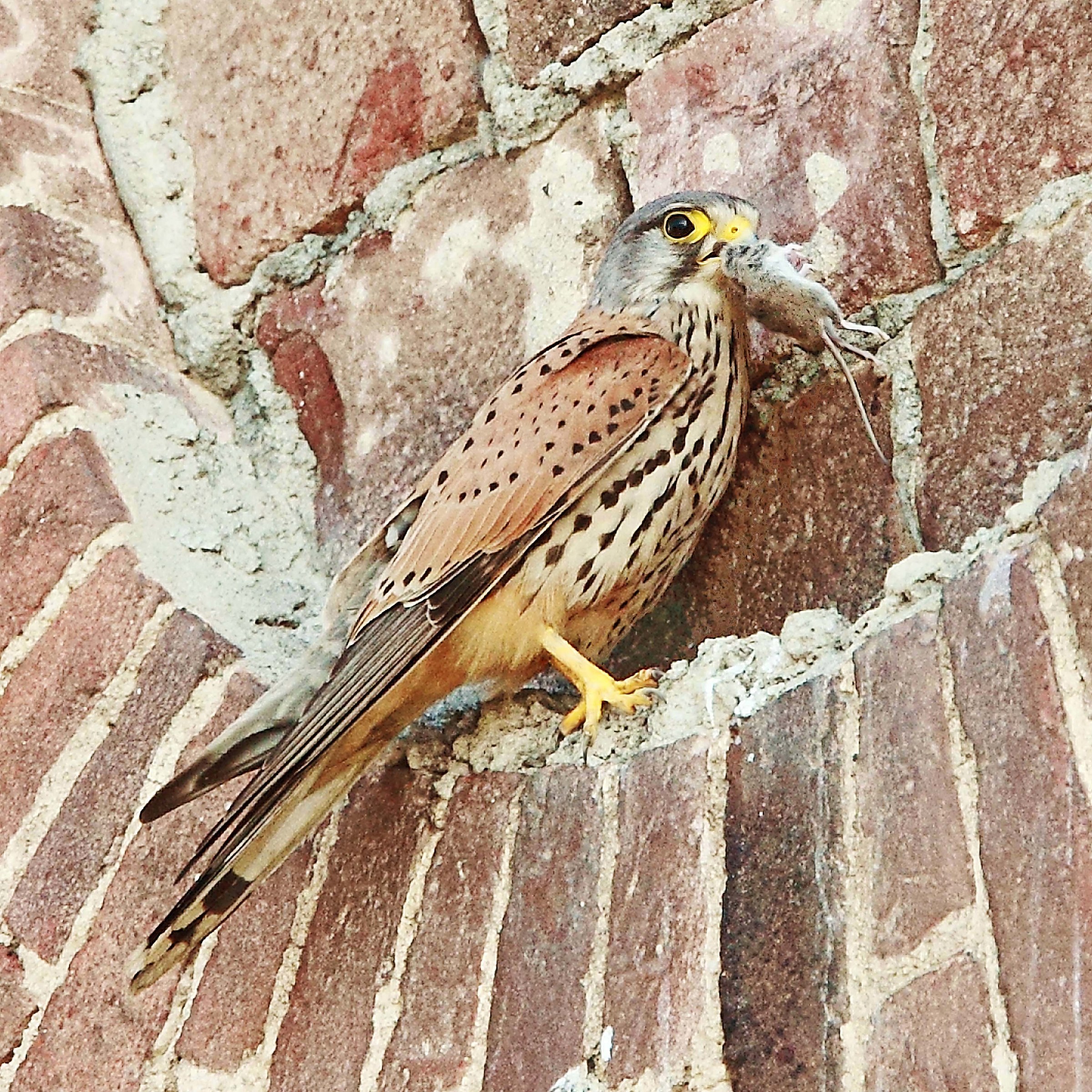 Gheppio maschio con un topo