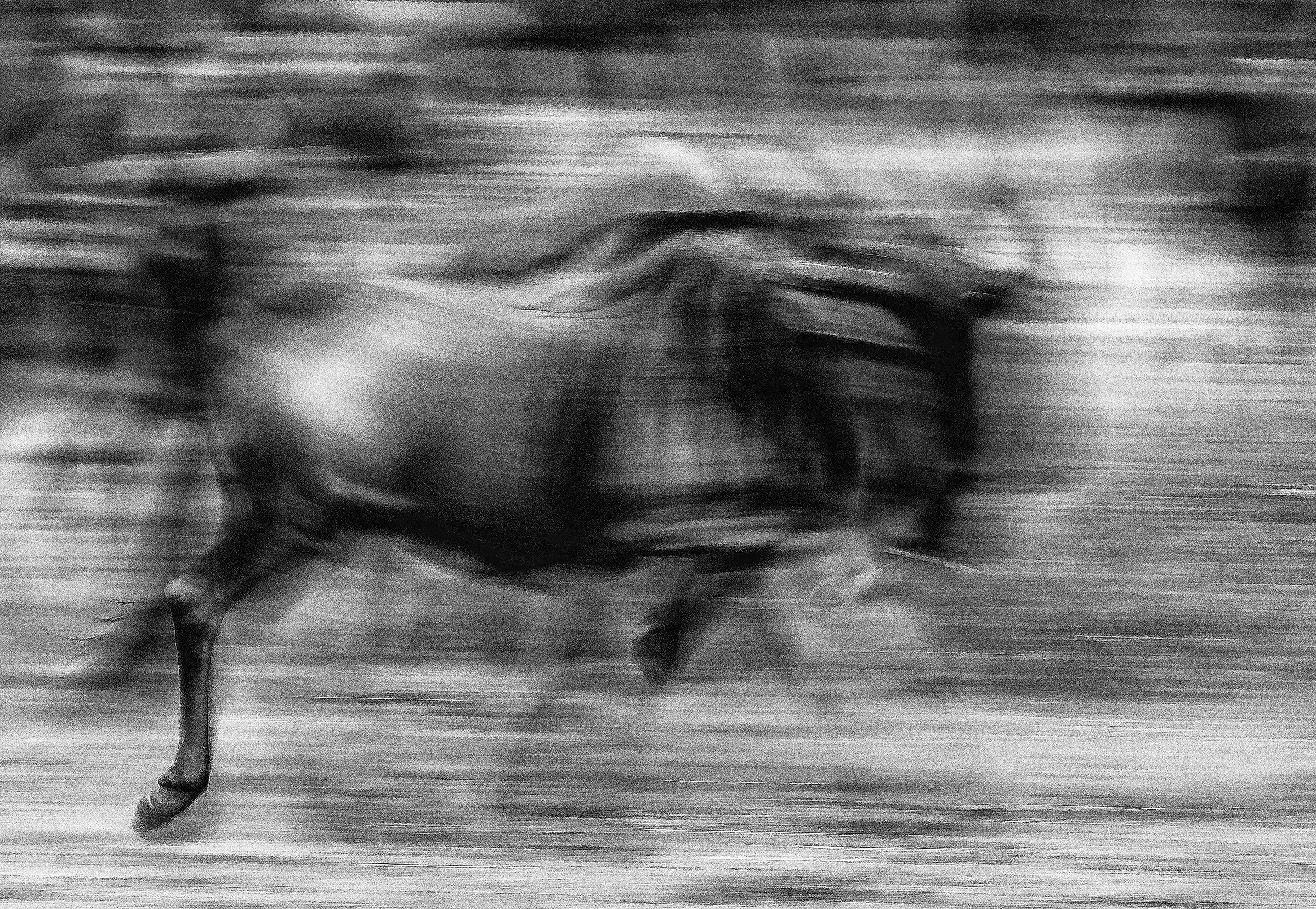 Gnu B&W