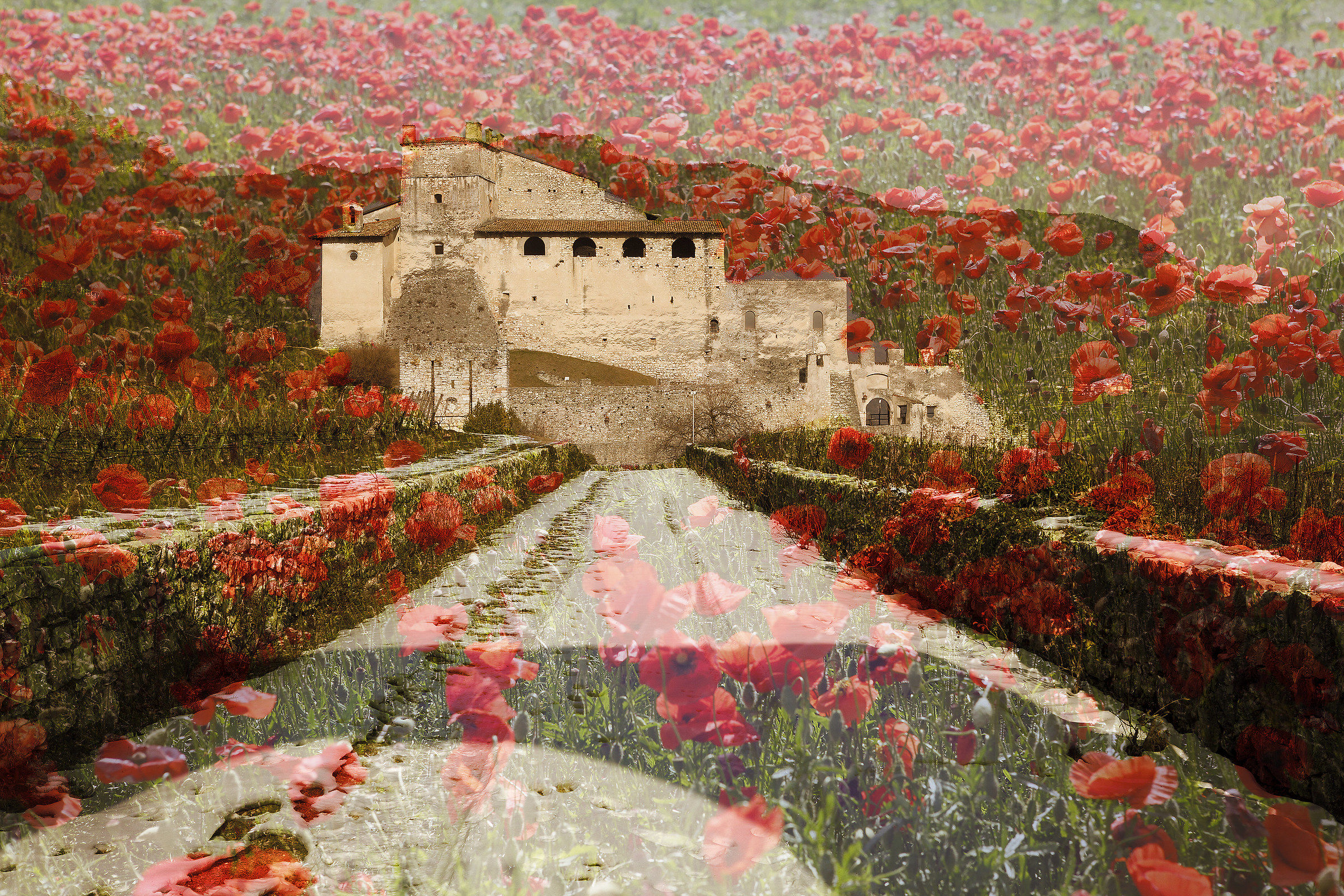 Papaveri e castelli