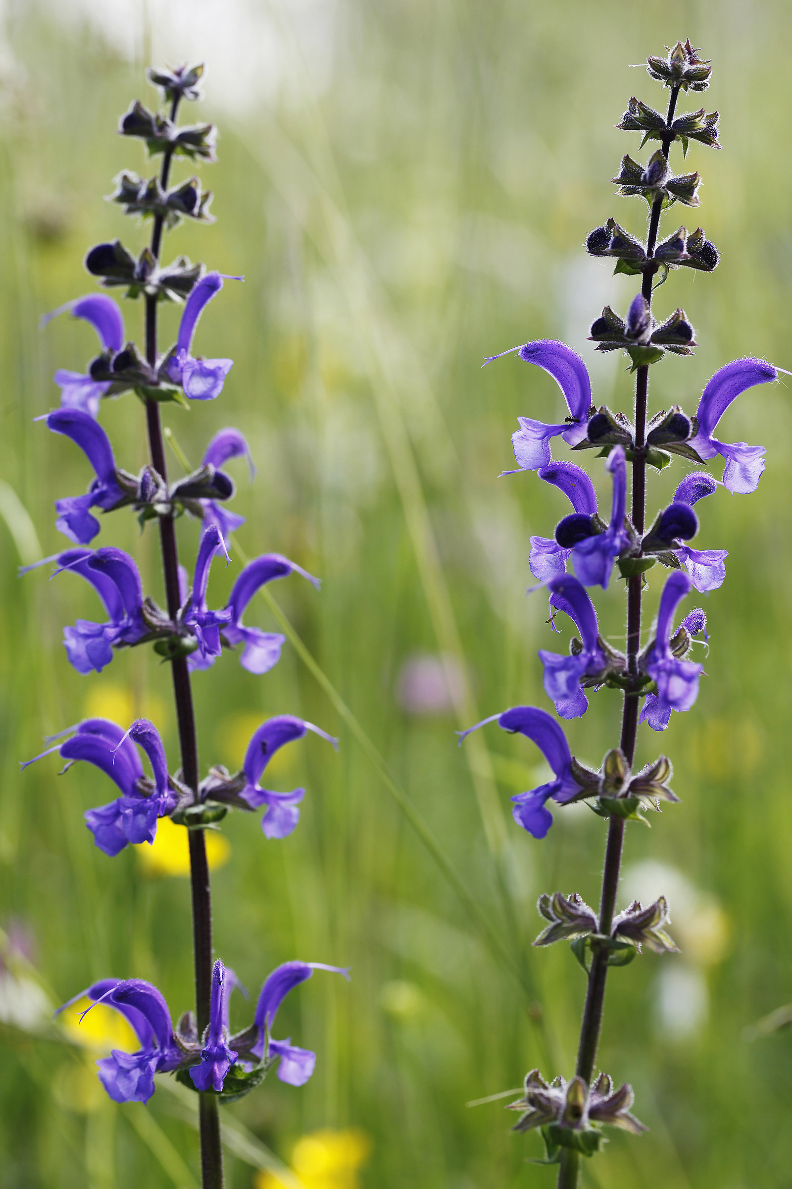 Salvia selvatica