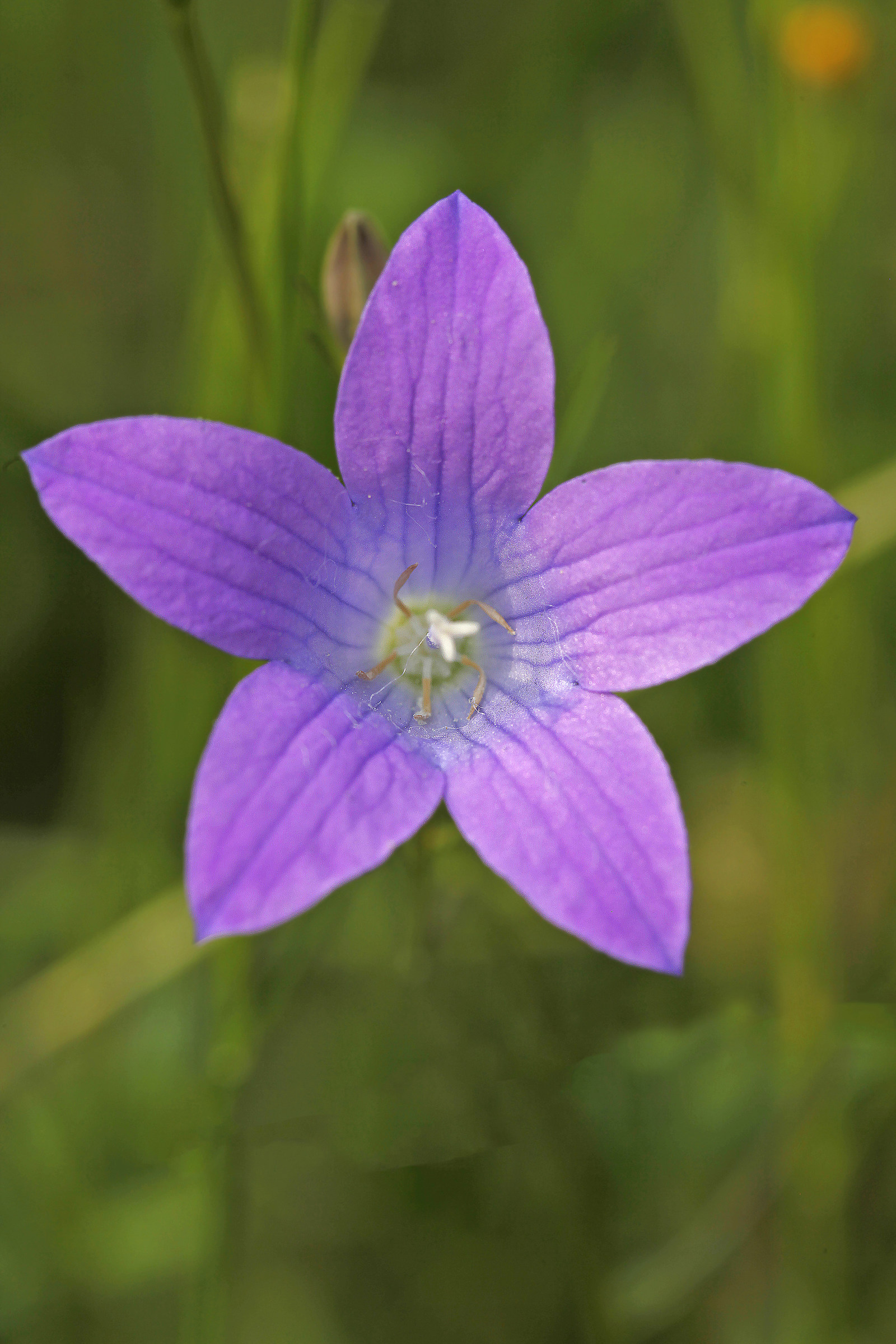 Campanula