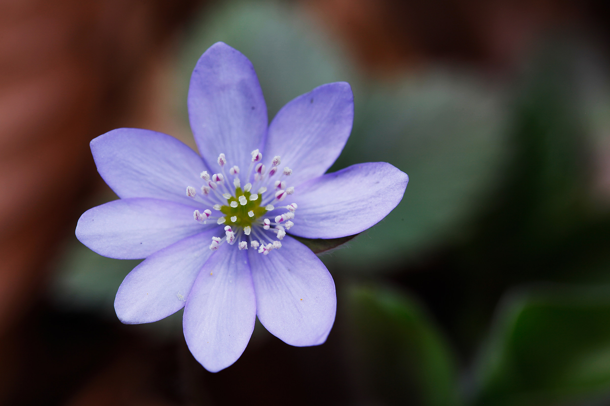 Hepatica