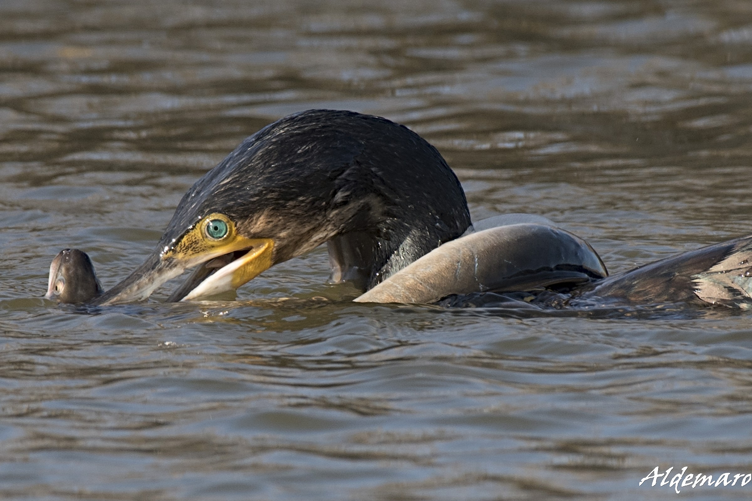cormorano