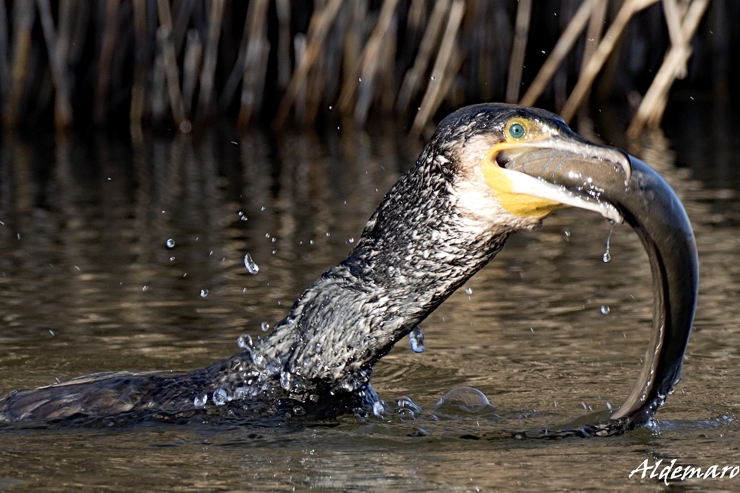 cormorano