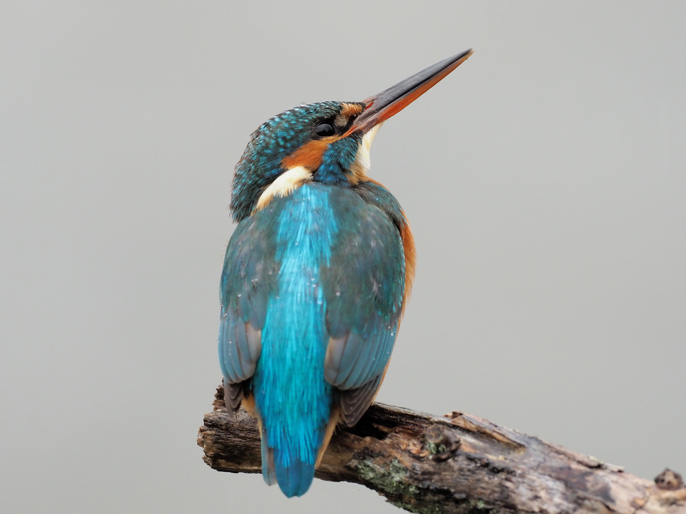 oggi pioggia niente pesca